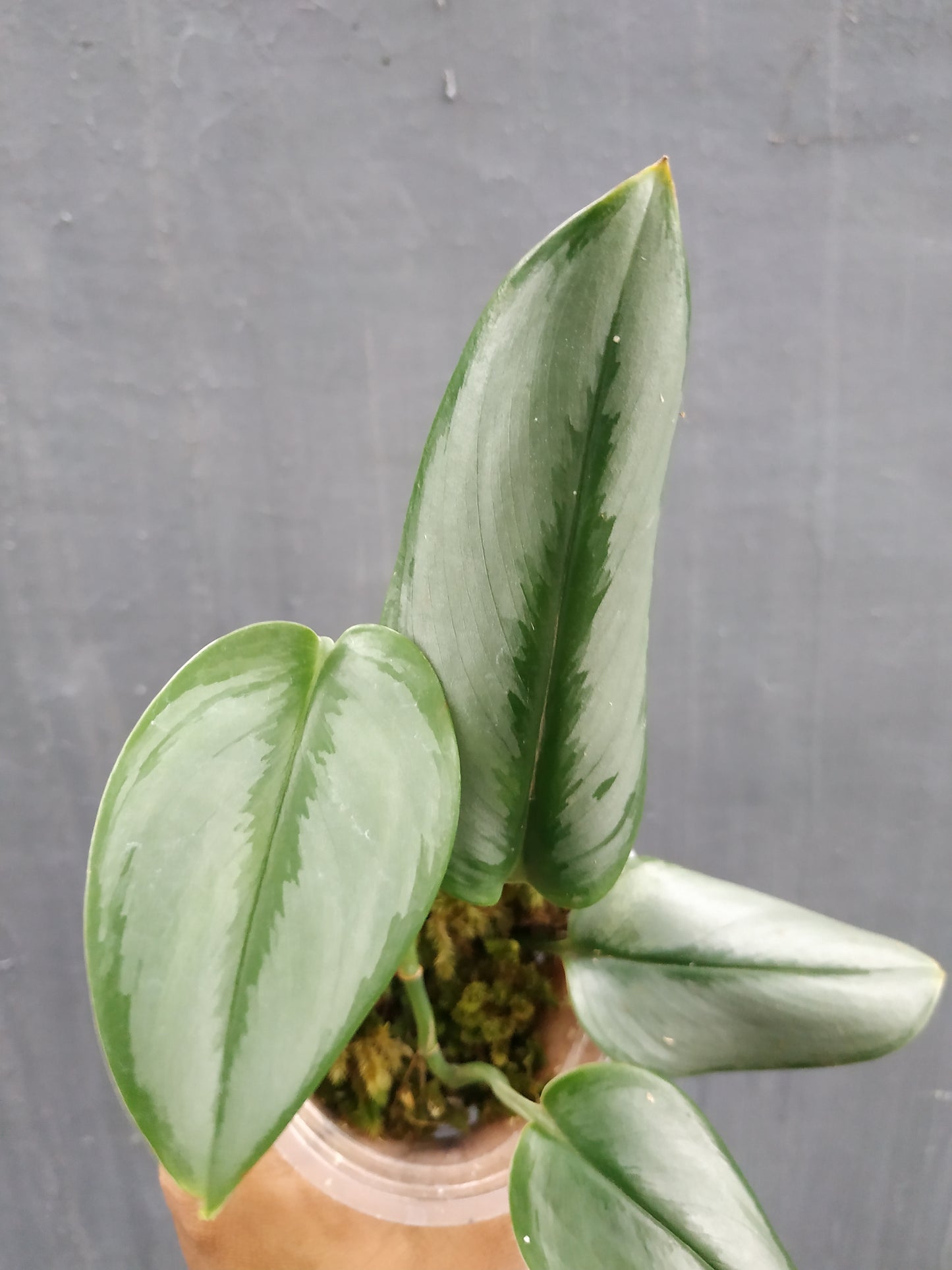 Scindapsus Treubii Moonlight