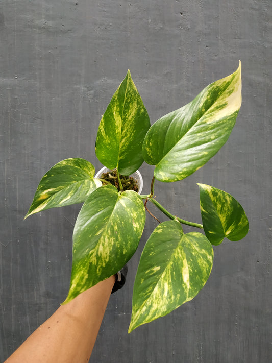 Epipremnum, live epipremnum aureum marble queen, live epipremnum aureum marble queen plants, rare epipremnum aureum marble queen, rare epipremnum aureum marble queen live plants, tropical epipremnum aureum marble queen live plants, wholesale epipremnum aureum marble queen, outdoor plant, indoor plants, winter plants, summer plants, spring plants, houseplants, rare aureum marble queen plants, live epipremnum aureum marble queen rare plants