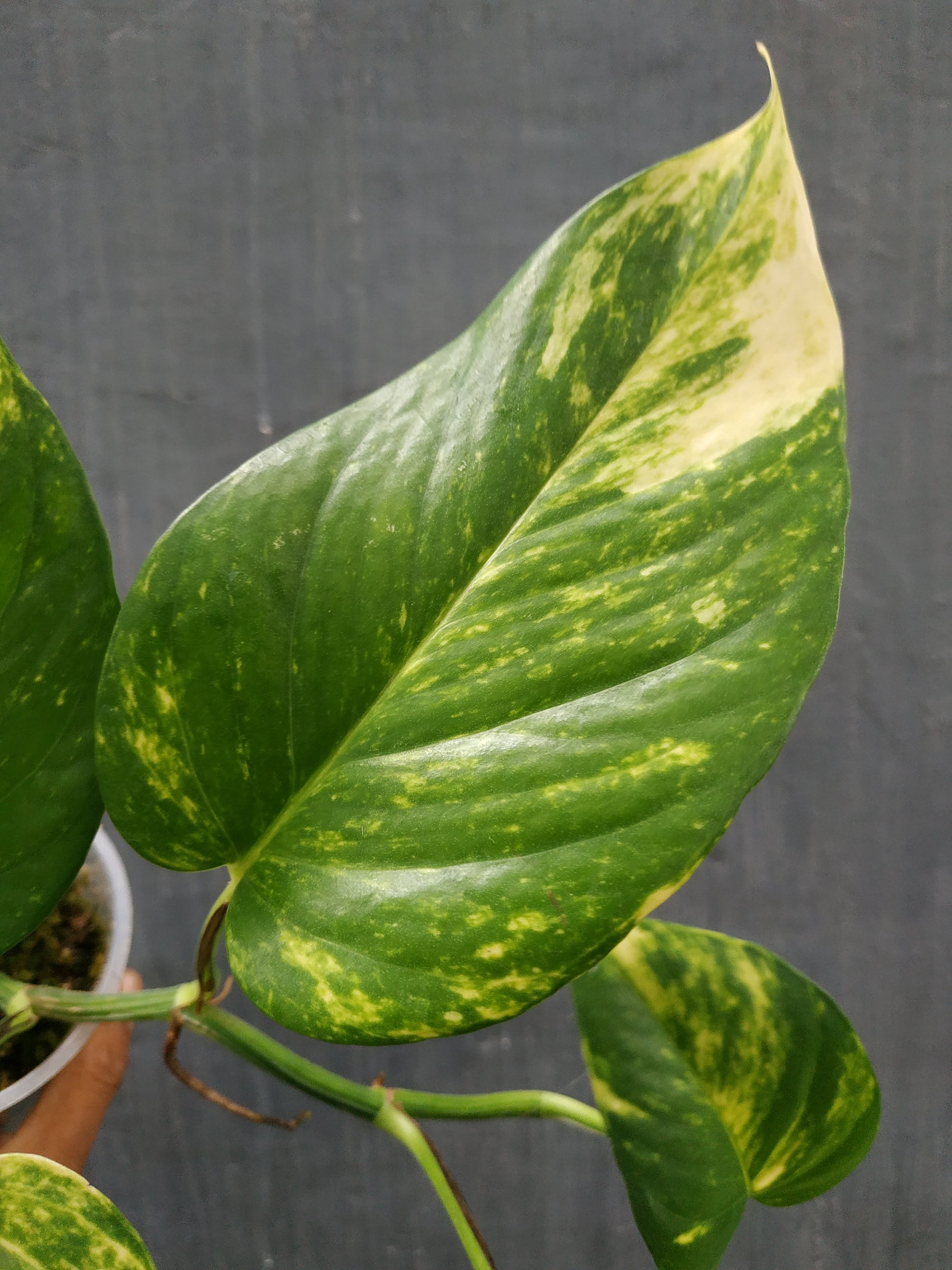 Epipremnum, live epipremnum aureum marble queen, live epipremnum aureum marble queen plants, rare epipremnum aureum marble queen, rare epipremnum aureum marble queen live plants, tropical epipremnum aureum marble queen live plants, wholesale epipremnum aureum marble queen, outdoor plant, indoor plants, winter plants, summer plants, spring plants, houseplants, rare aureum marble queen plants, live epipremnum aureum marble queen rare plants