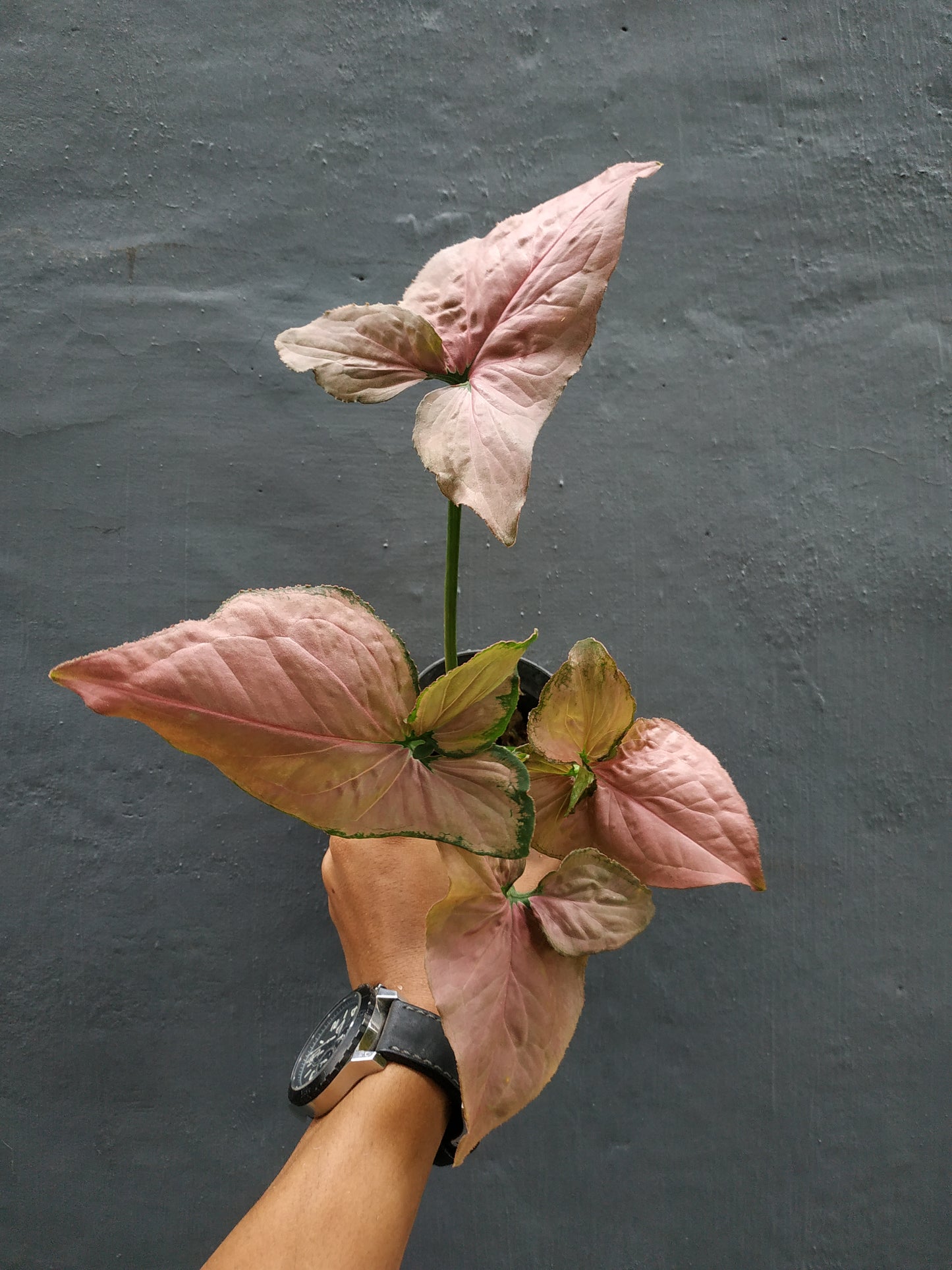 Syngonium Pink perfection, syngonium pink, syngonium plants, syngonium