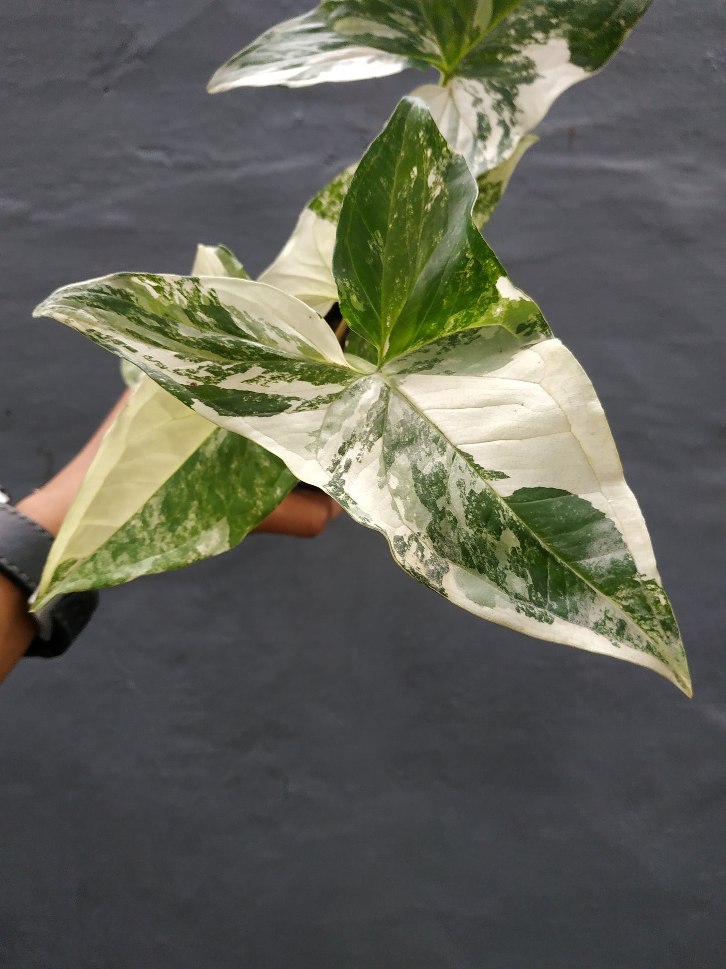 Wholesale 10x Syngonium Albo Variegated