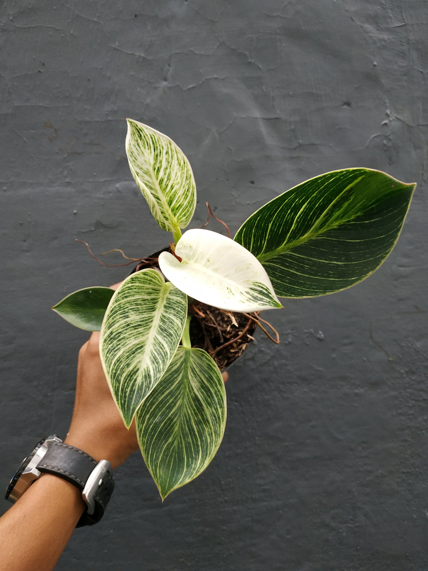philodendron birkin,philodendron,philodendron variegated,birkin plants