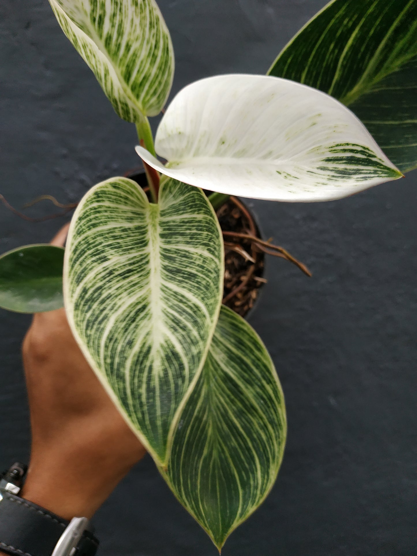 Philodendron Anderson, Philodendron Melanochrysum, Philodendron Painted Lady, Philodendron Birkin, Philodendron Gloriosum