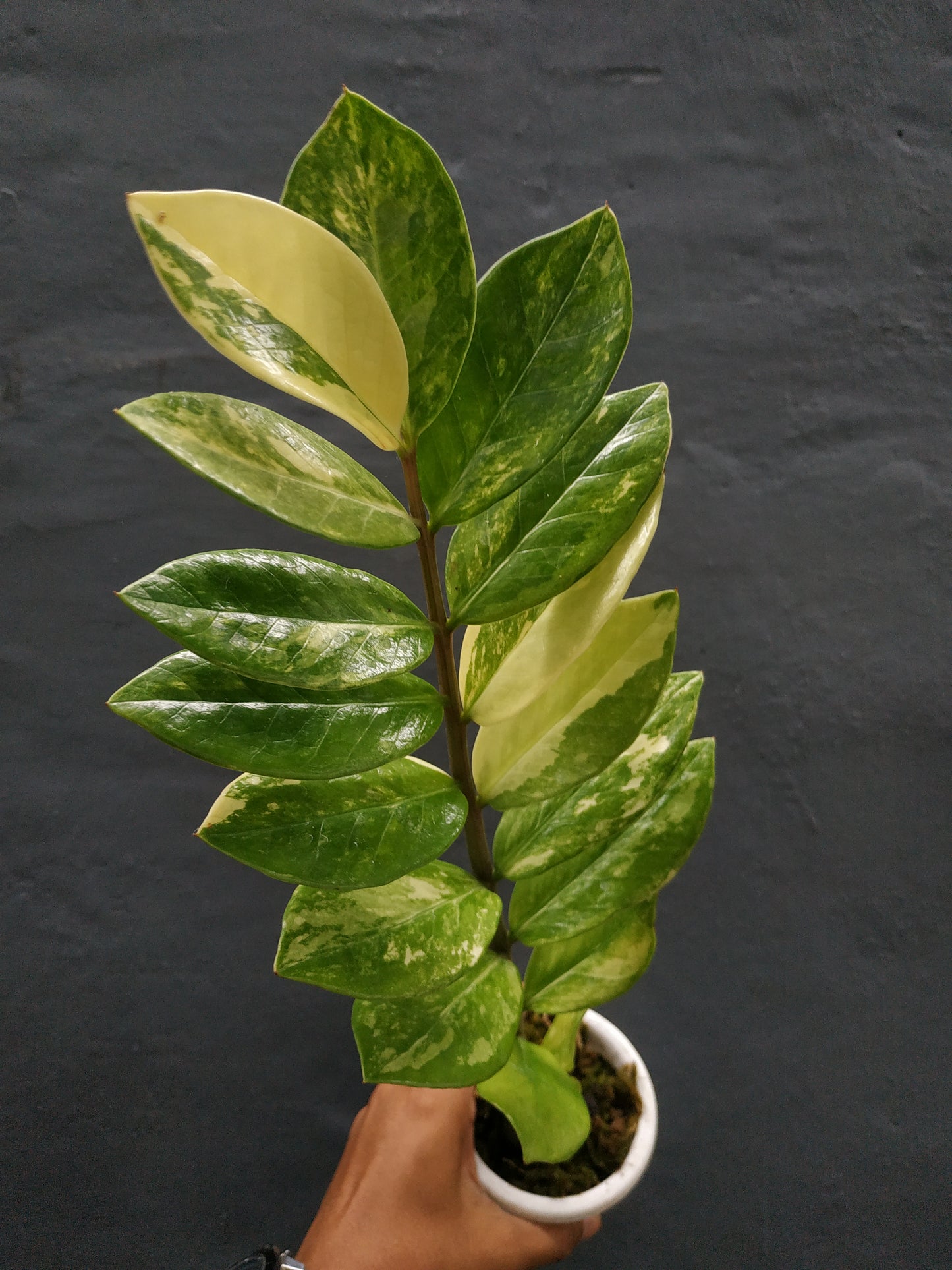 Wholesale 6x Zamioculcas Zamiifolia Variegated