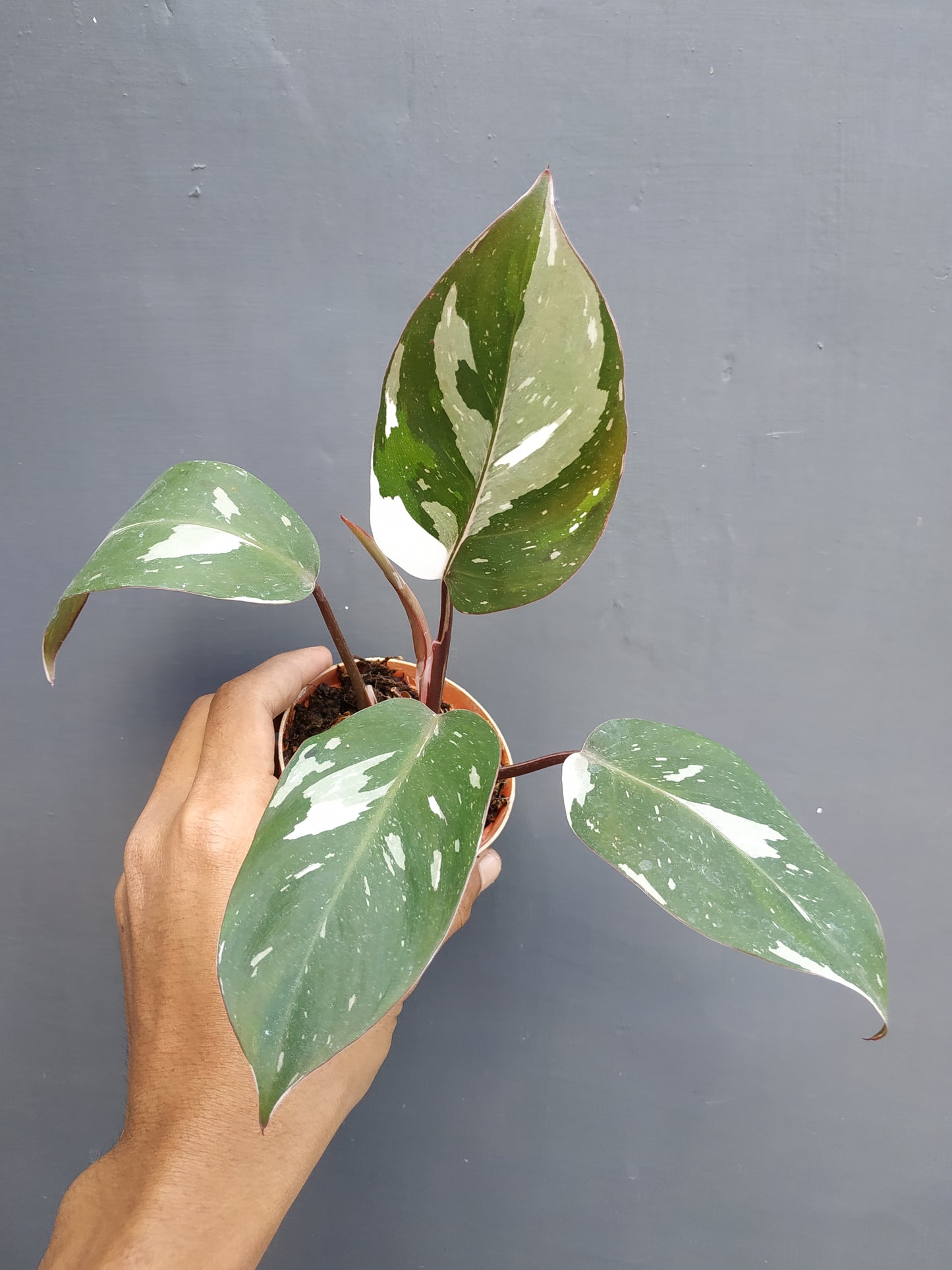 Philodendron Anderson, Philodendron Melanochrysum, Philodendron Painted Lady, Philodendron Birkin, Philodendron Gloriosum