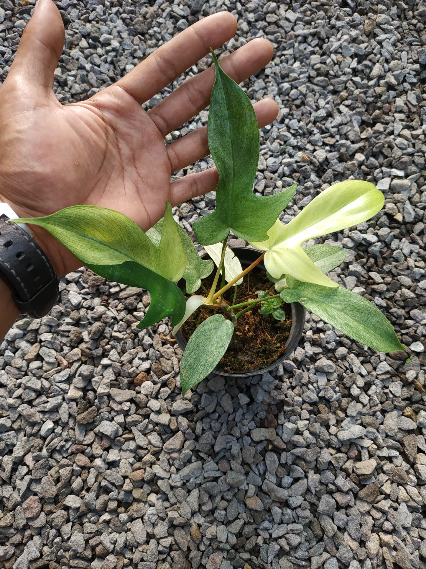 Philodendron Florida Ghost Mint
