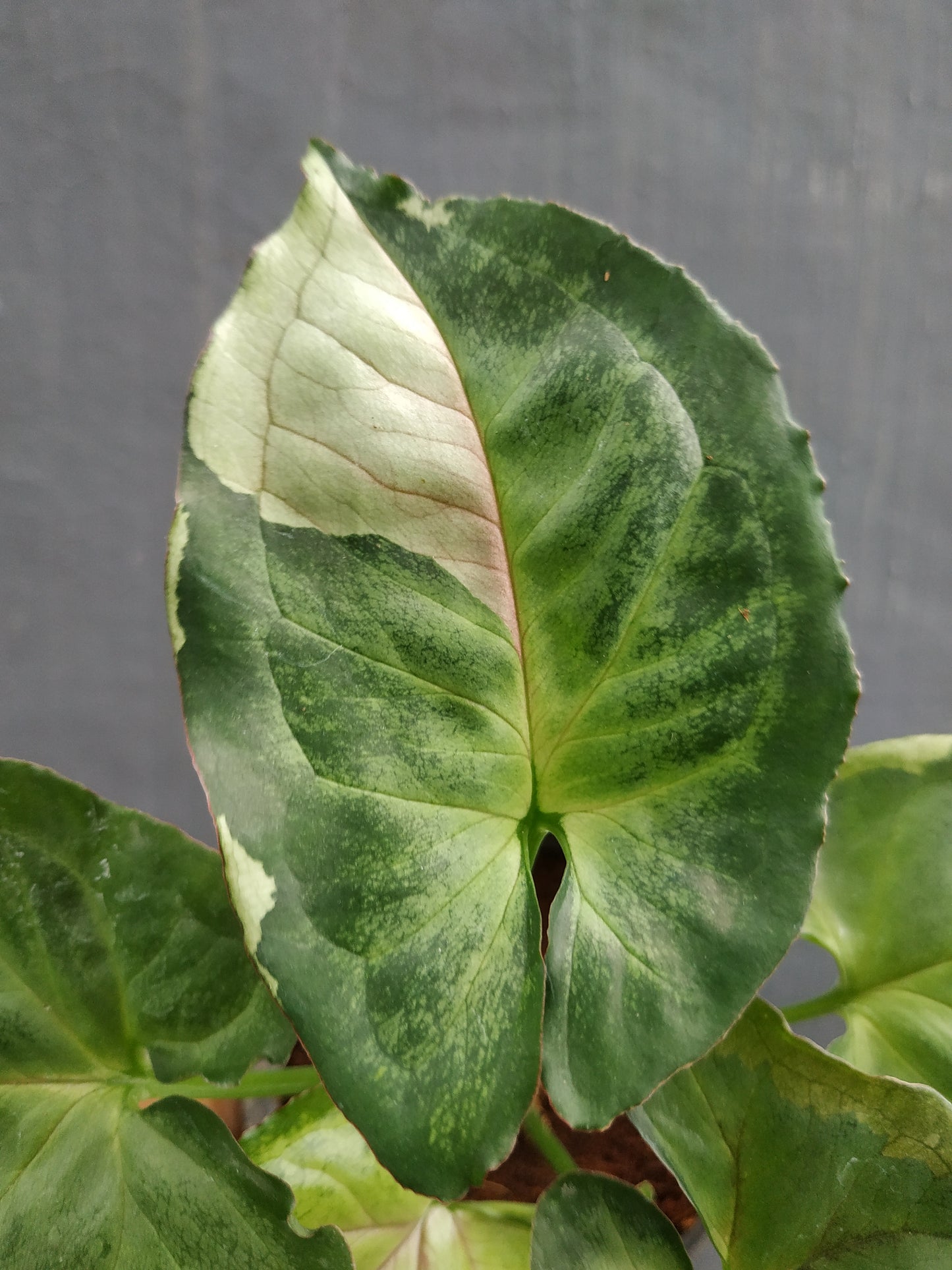 Syngonium T24