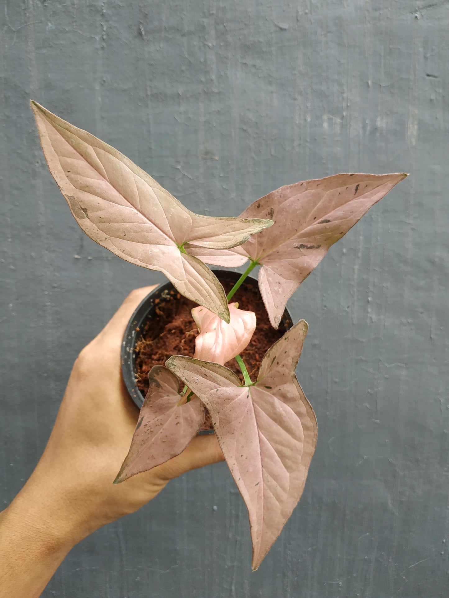 Syngonium Pink Emerald, syngonium plants, syngonium