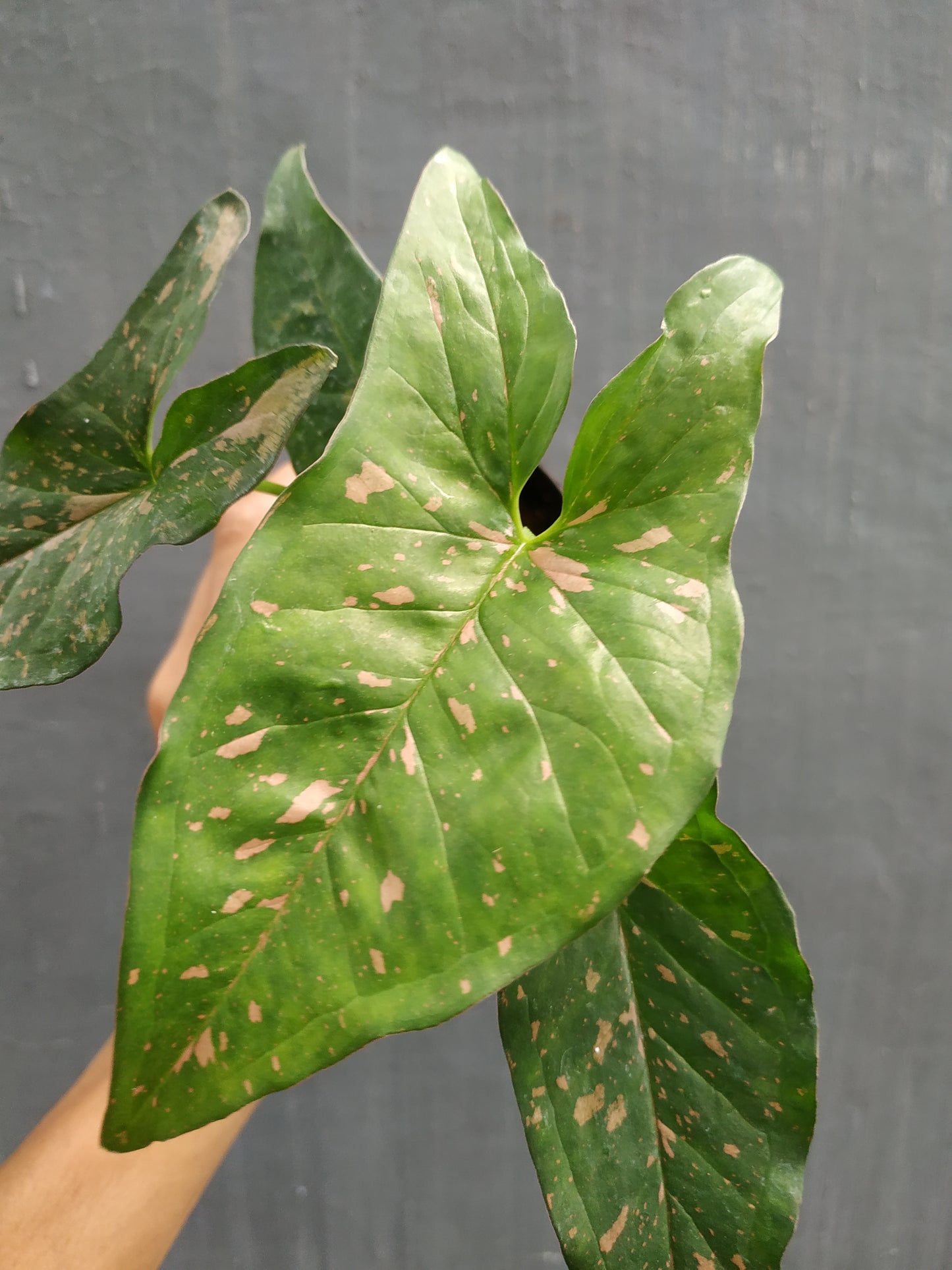 Syngonium Pink Splash Allusion