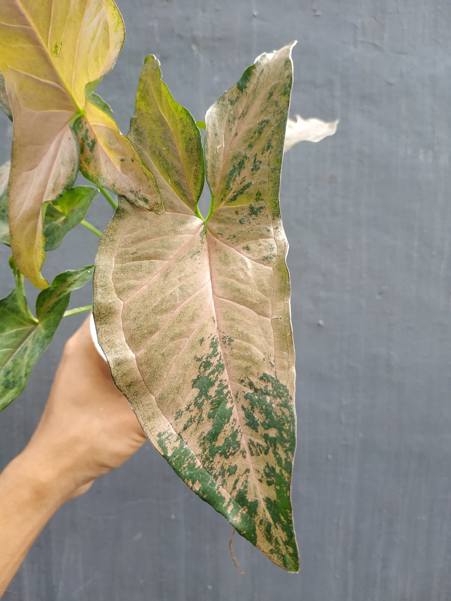 Syngonium Pink Flecked