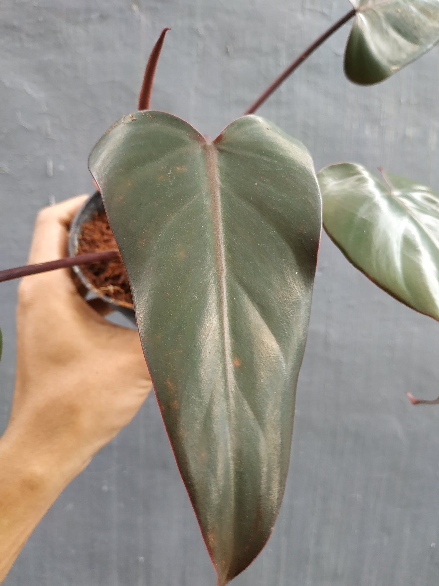 Philodendron Dark Lord