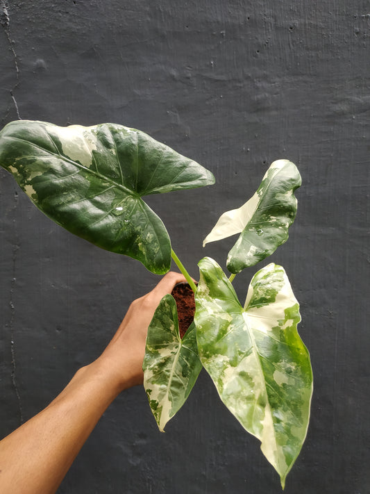 alocasia, live alocasia macrorrhiza variegated, live alocasia macrorrhiza variegated plants, rare macrorrhiza variegated, rare alocasia macrorrhiza variegated live plants, tropical alocasia macrorrhiza variegated live plants, wholesale alocasia macrorrhiza variegated, outdoor plant, indoor plants, winter plants, summer plants, spring plants, houseplants, rare alocasia macrorrhiza variegated plants, live alocasia macrorrhiza variegated rare plants