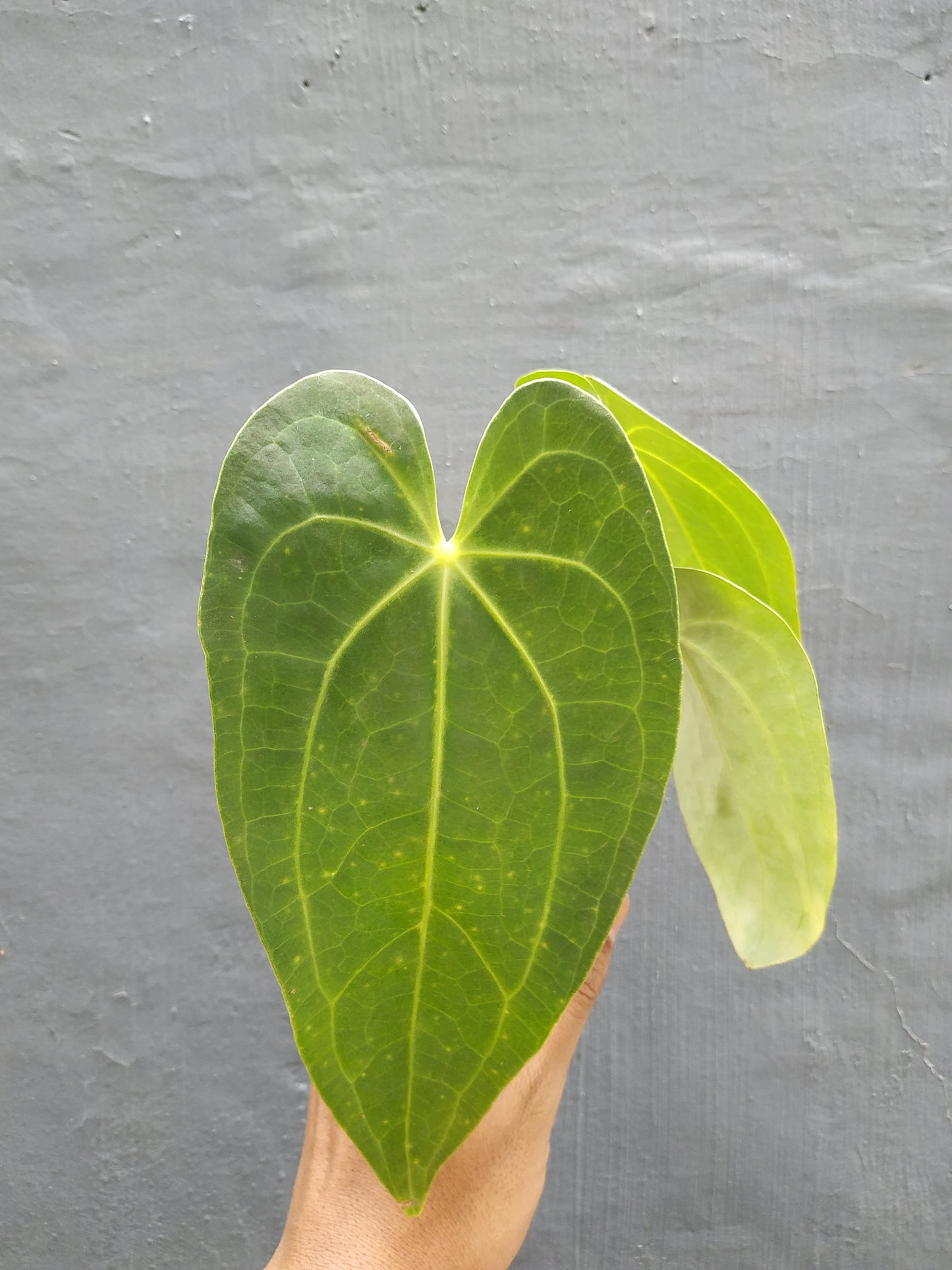 anthurium, anthurium magnificum verde, live anthurium magnificum verde, live anthurium magnificum verde plants, rare anthurium magnificum verde, rare anthurium verde form live plants, tropical anthurium magnificum verde live plants, wholesale anthurium magnificum verde, outdoor plant, indoor plants, winter plants, summer plants, spring plants, houseplants, rare anthurium magnificum verde plants, live anthurium magnificum verde rare plants