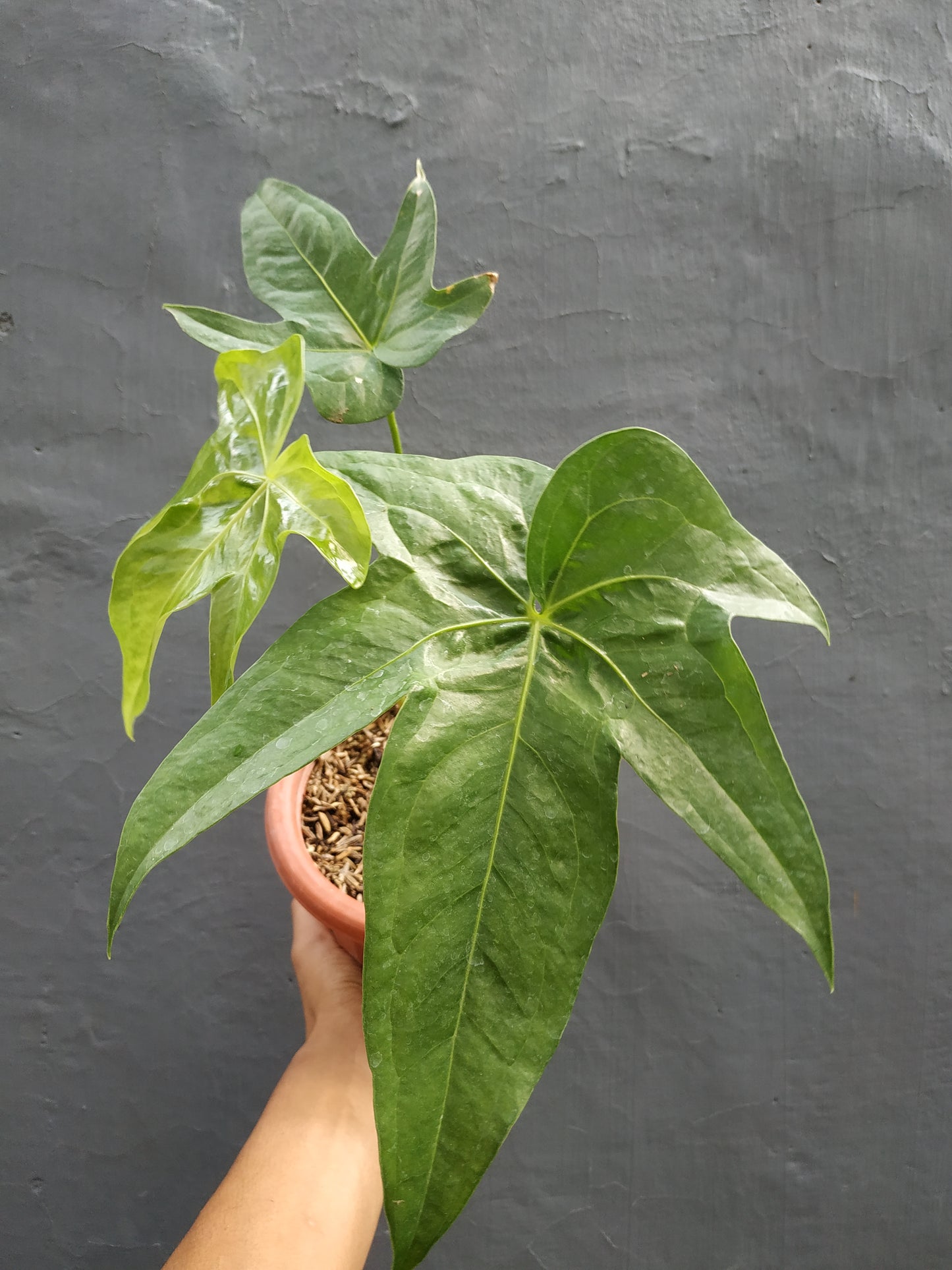 anthurium, anthurium pedatoradiatum, live anthurium pedatoradiatum, live anthurium pedatoradiatum plants, rare anthurium pedatoradiatum, rare anthurium pedatoradiatum live plants, tropical anthurium pedatoradiatum live plants, wholesale anthurium pedatoradiatum, outdoor plant, indoor plants, winter plants, summer plants, spring plants, houseplants, rare anthurium pedatoradiatum plants, live anthurium pedatoradiatum rare plants
