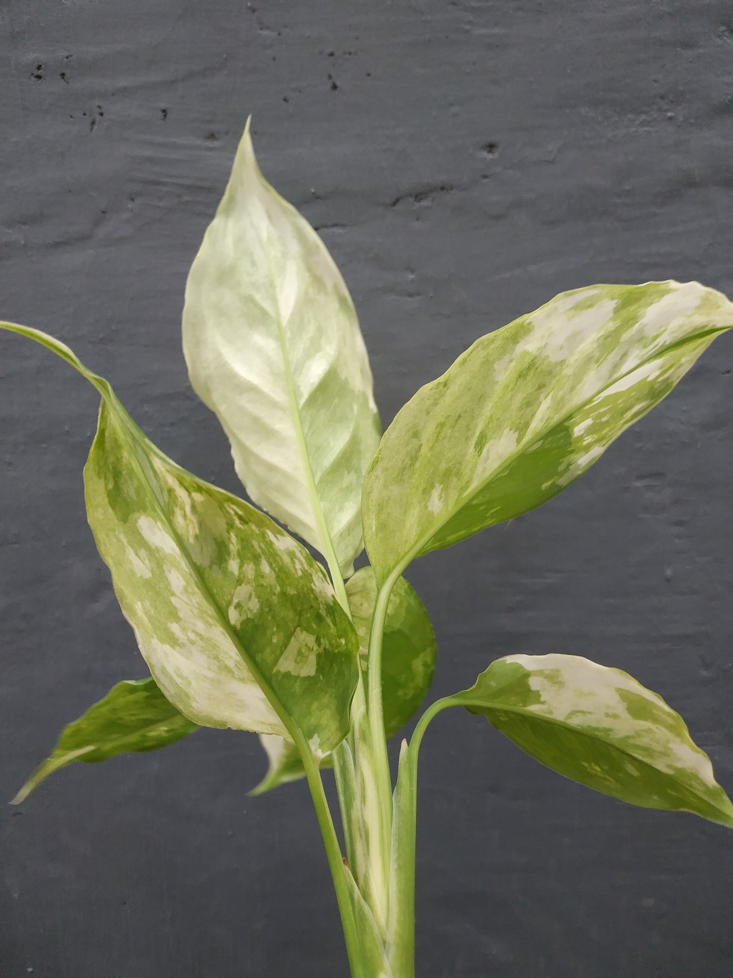 Aglaonema modestum variegated, live aglaonema modestum variegated, live aglaonema modestum variegated plants, rare aglaonema modestum variegated, rare aglaonema modestum variegated live plants, tropical aglaonema modestum variegated live plants, wholesale aglaonema modestum variegated, outdoor plant, indoor plants, winter plants, summer plants, spring plants, houseplants, rare aglaonem modestum variegated live plants, live aglaonema modestum variegated rare plants