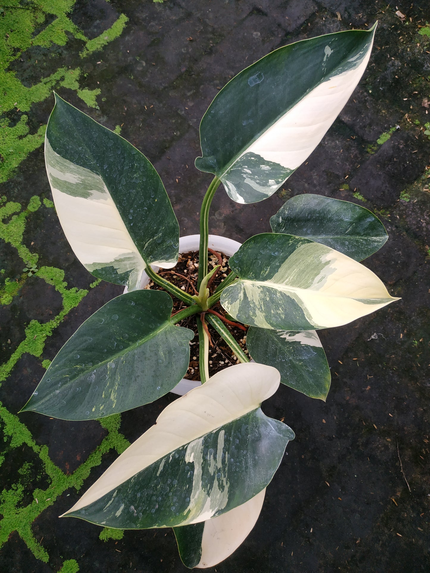 Philodendron Green Congo Local Variegated Small