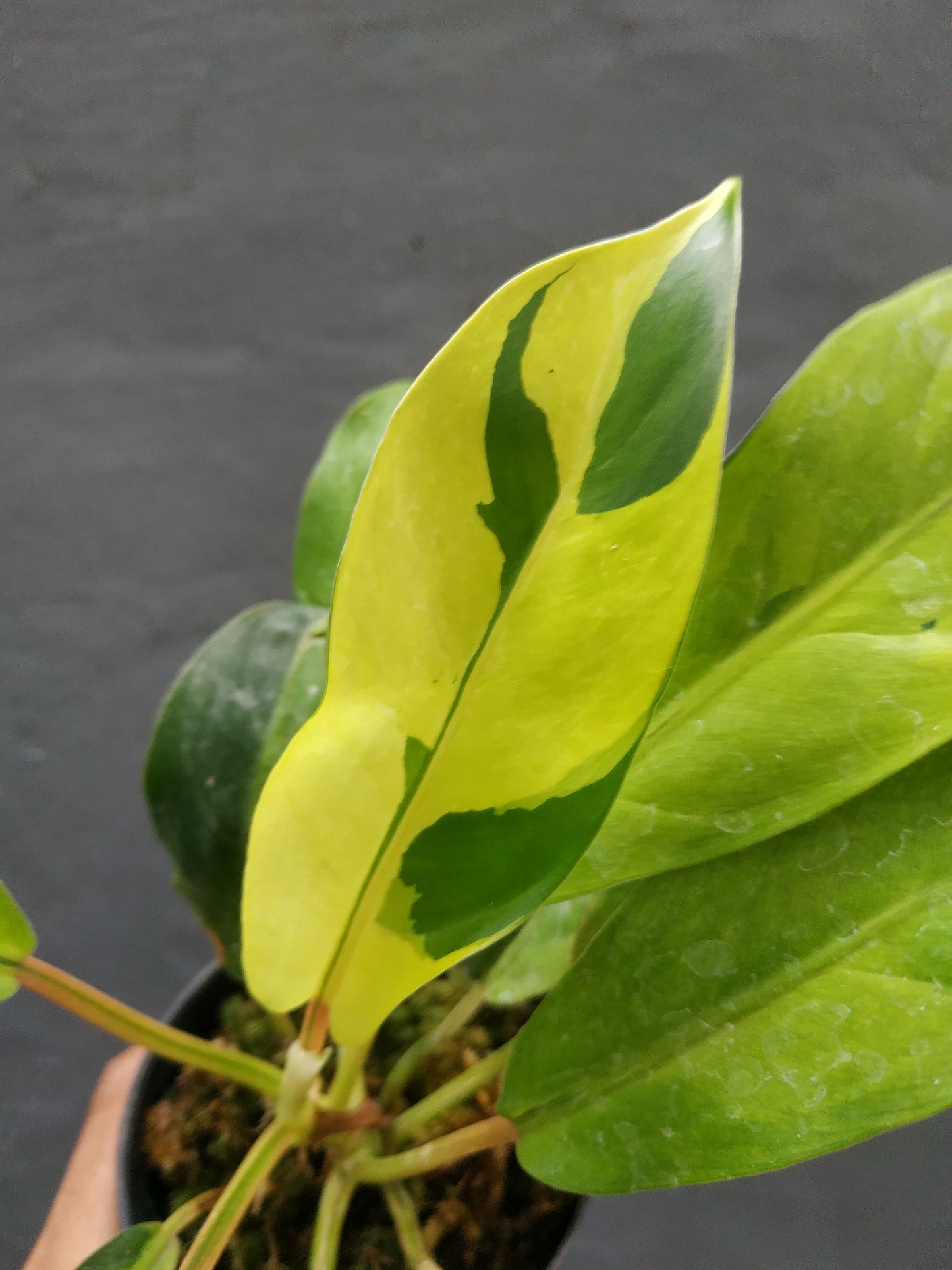 Philodendron Thai Sunrise