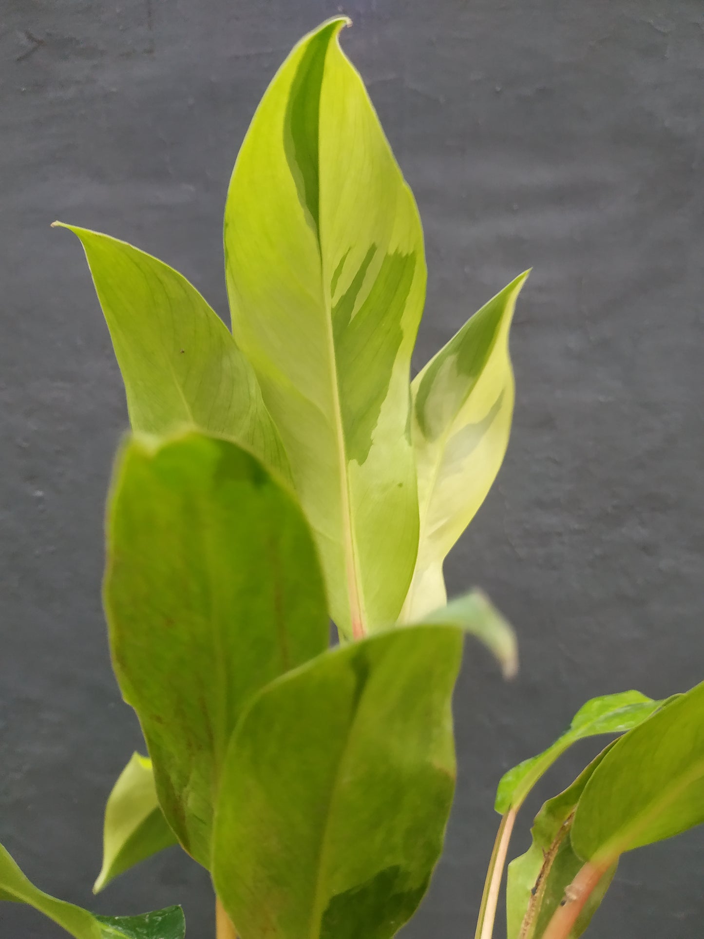 Philodendron Thai Sunrise