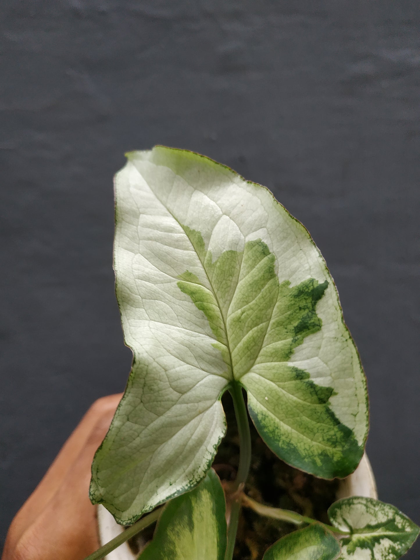 Wholesale 10x Syngonium Three Kings
