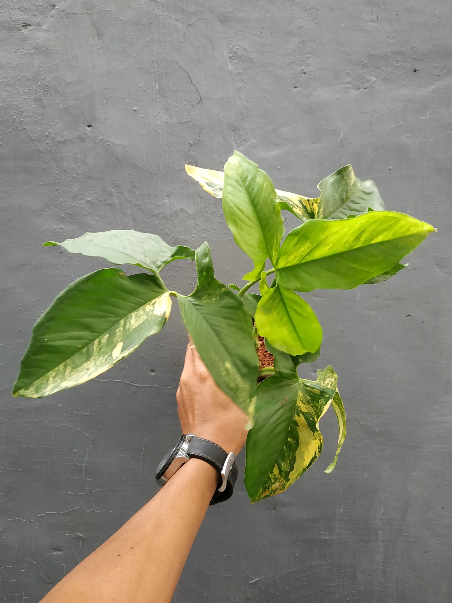 Syngonium Aurea,syngonium,syngonium mature,syngonium yellow,syngonium plants,variegated plants