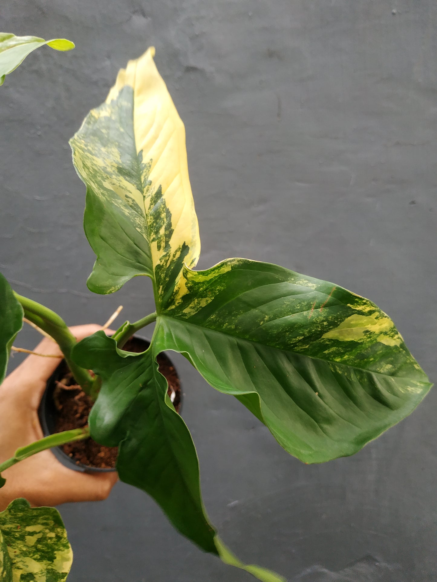 Syngonium Aurea Mature