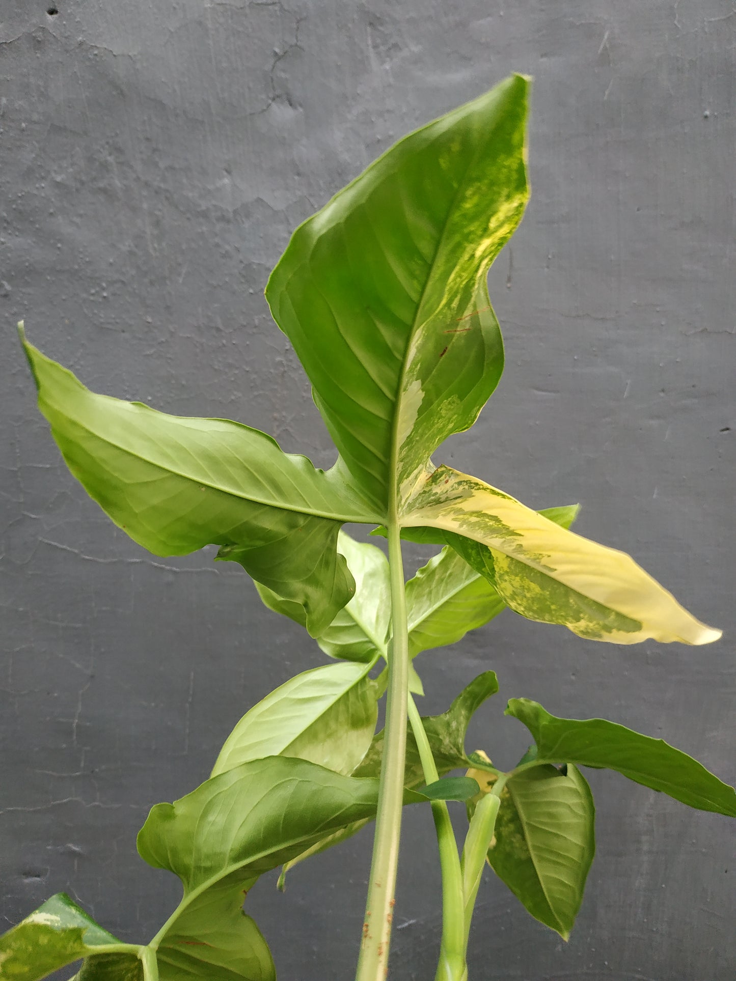 Syngonium Aurea Mature