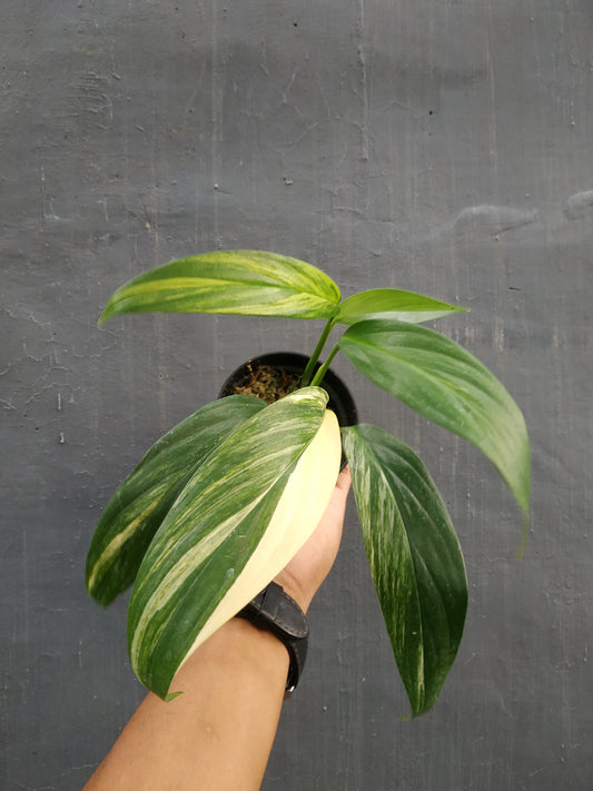 Epipremnum amplissimum, live epipremnum amplissimum variegated, live epipremnum amplissimum variegated plants, rare epipremnum amplissimum variegated, rare epipremnum amplissimum variegated live plants, tropical epipremnum amplissimum variegated live plants, wholesale epipremnum amplissimum variegated, outdoor plant, indoor plants, winter plants, summer plants, spring plants, houseplants, rare epipremnum amplissimum variegated plants, live epipremnum amplissimum variegated rare plants