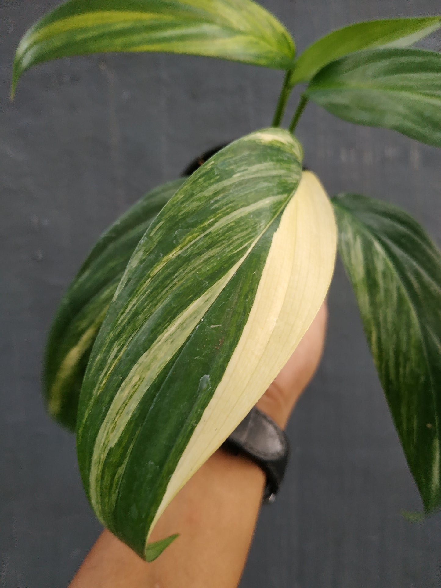 Epipremnum amplissimum, live epipremnum amplissimum variegated, live epipremnum amplissimum variegated plants, rare epipremnum amplissimum variegated, rare epipremnum amplissimum variegated live plants, tropical epipremnum amplissimum variegated live plants, wholesale epipremnum amplissimum variegated, outdoor plant, indoor plants, winter plants, summer plants, spring plants, houseplants, rare epipremnum amplissimum variegated plants, live epipremnum amplissimum variegated rare plants