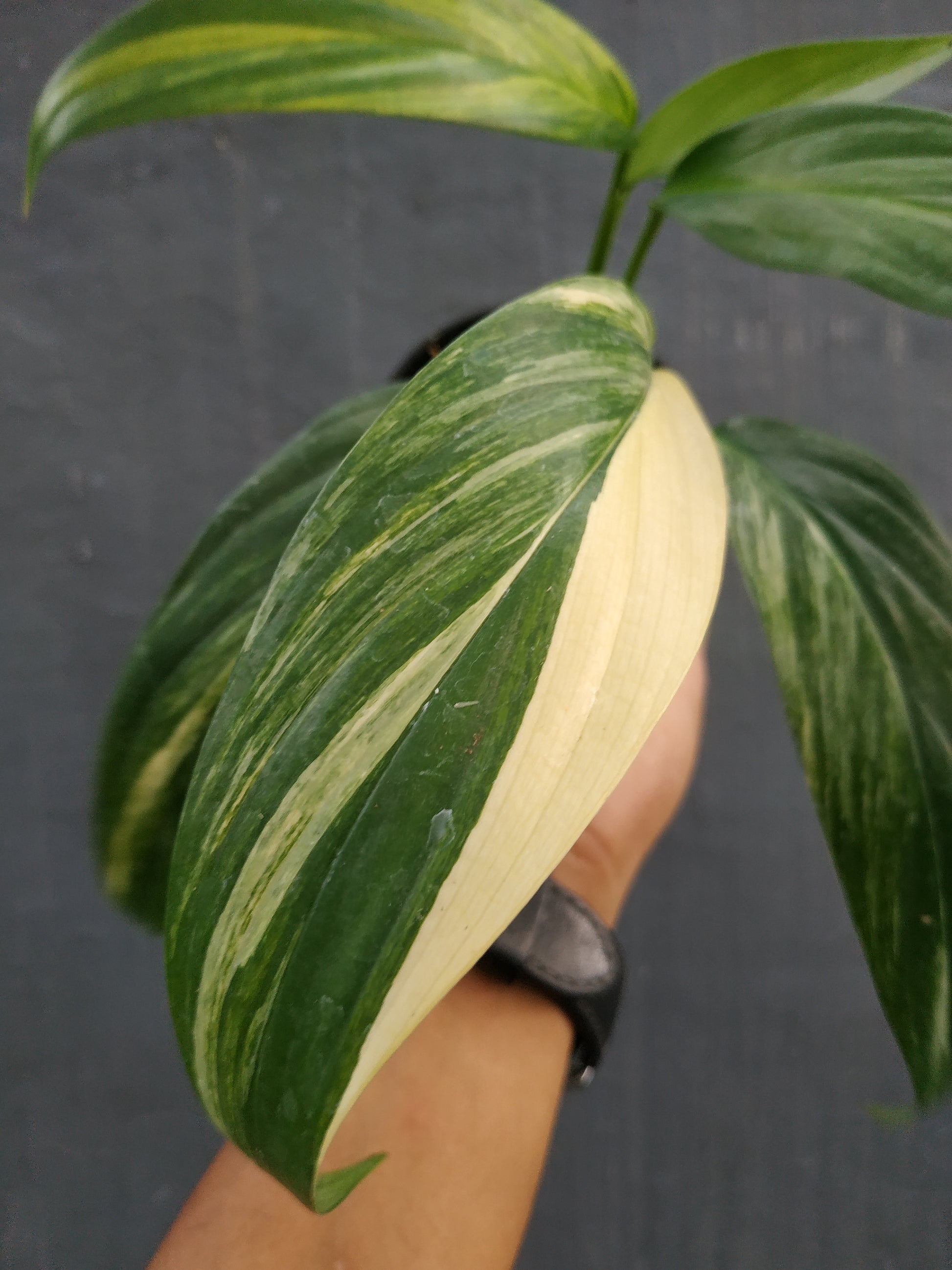 Epipremnum amplissimum, live epipremnum amplissimum variegated, live epipremnum amplissimum variegated plants, rare epipremnum amplissimum variegated, rare epipremnum amplissimum variegated live plants, tropical epipremnum amplissimum variegated live plants, wholesale epipremnum amplissimum variegated, outdoor plant, indoor plants, winter plants, summer plants, spring plants, houseplants, rare epipremnum amplissimum variegated plants, live epipremnum amplissimum variegated rare plants