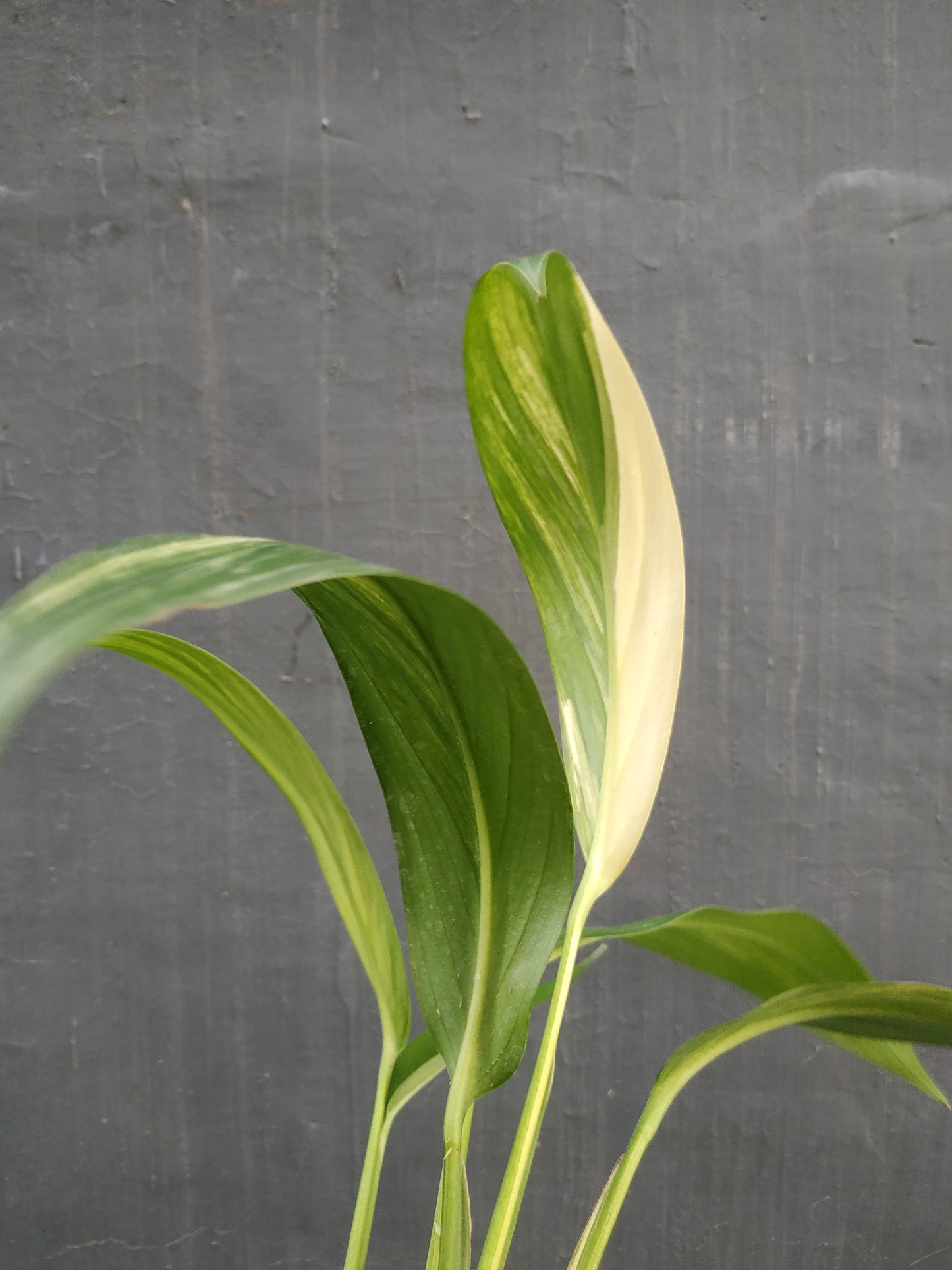 Epipremnum amplissimum, live epipremnum amplissimum variegated, live epipremnum amplissimum variegated plants, rare epipremnum amplissimum variegated, rare epipremnum amplissimum variegated live plants, tropical epipremnum amplissimum variegated live plants, wholesale epipremnum amplissimum variegated, outdoor plant, indoor plants, winter plants, summer plants, spring plants, houseplants, rare epipremnum amplissimum variegated plants, live epipremnum amplissimum variegated rare plants