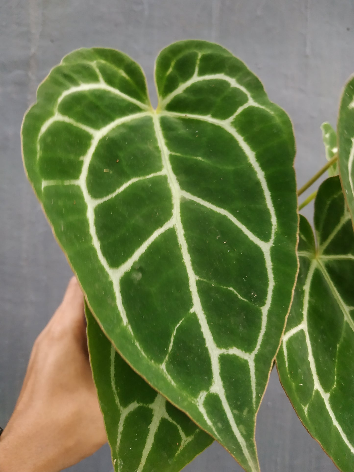 Wholesale 6x Anthurium Crystallinum