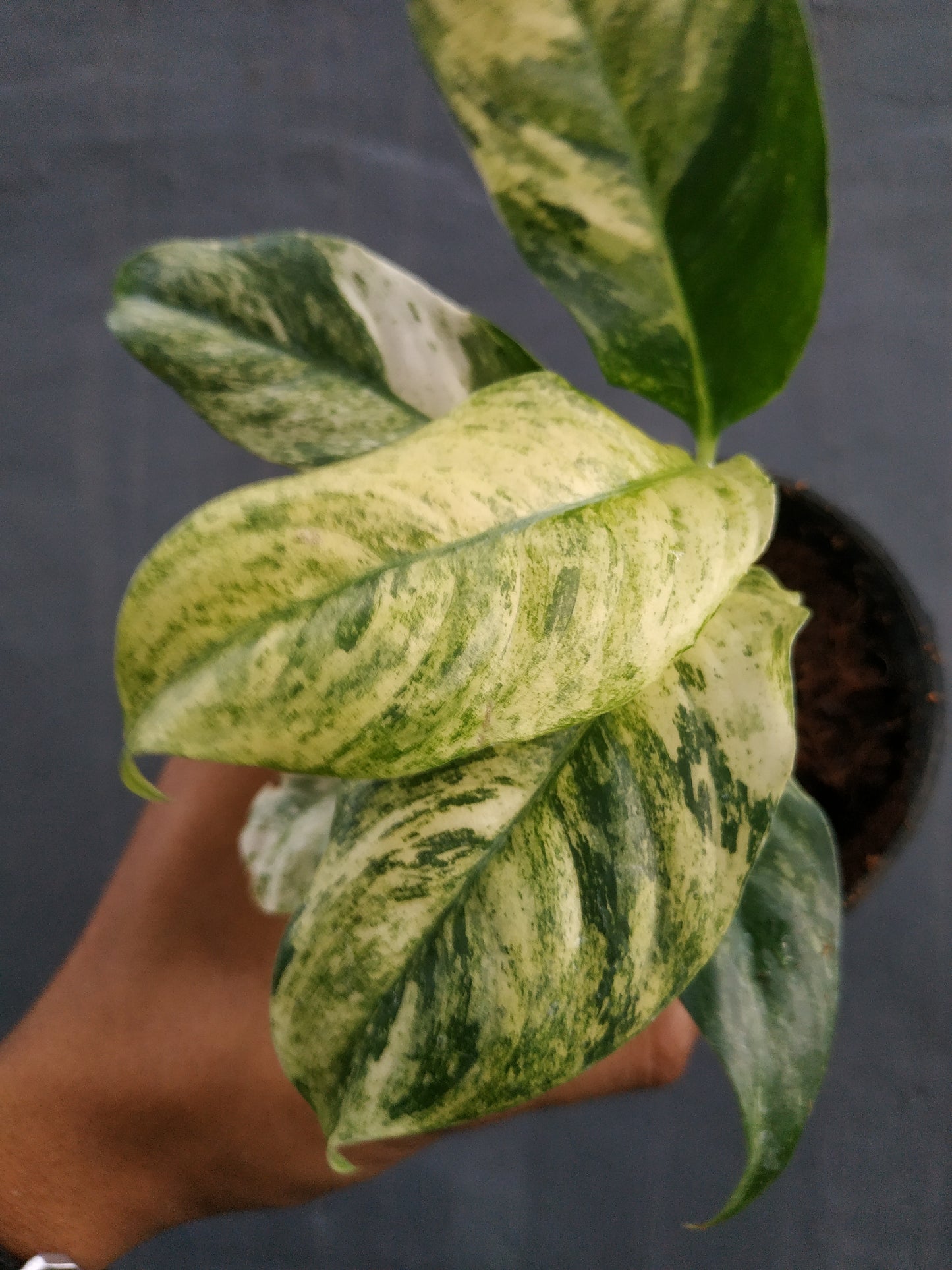 Rhaphidopora Puberula Variegated
