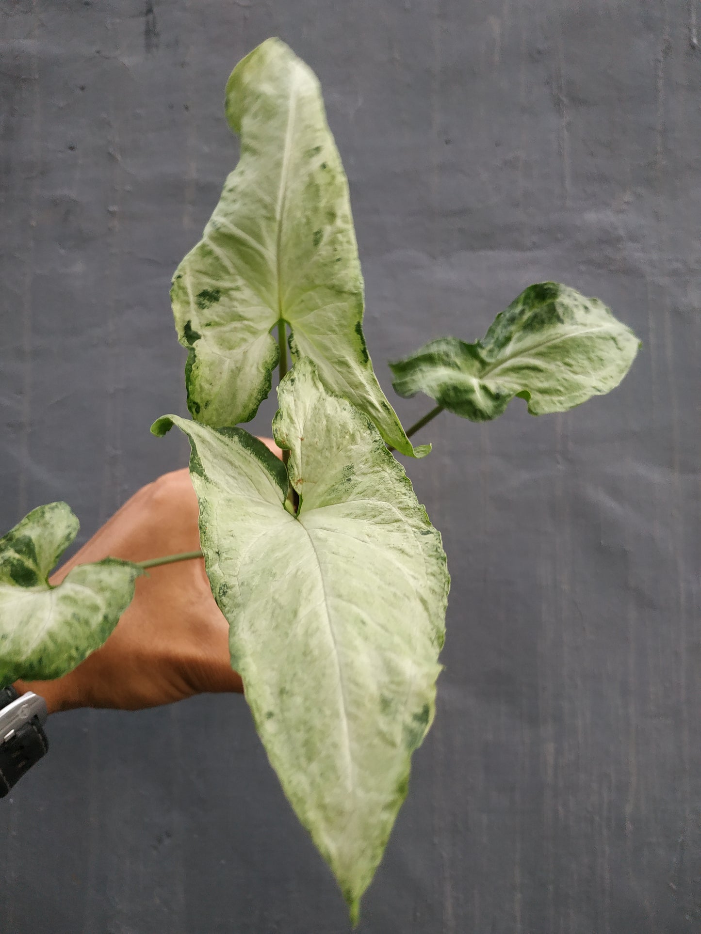 Wholesale 10x Syngonium Freckles