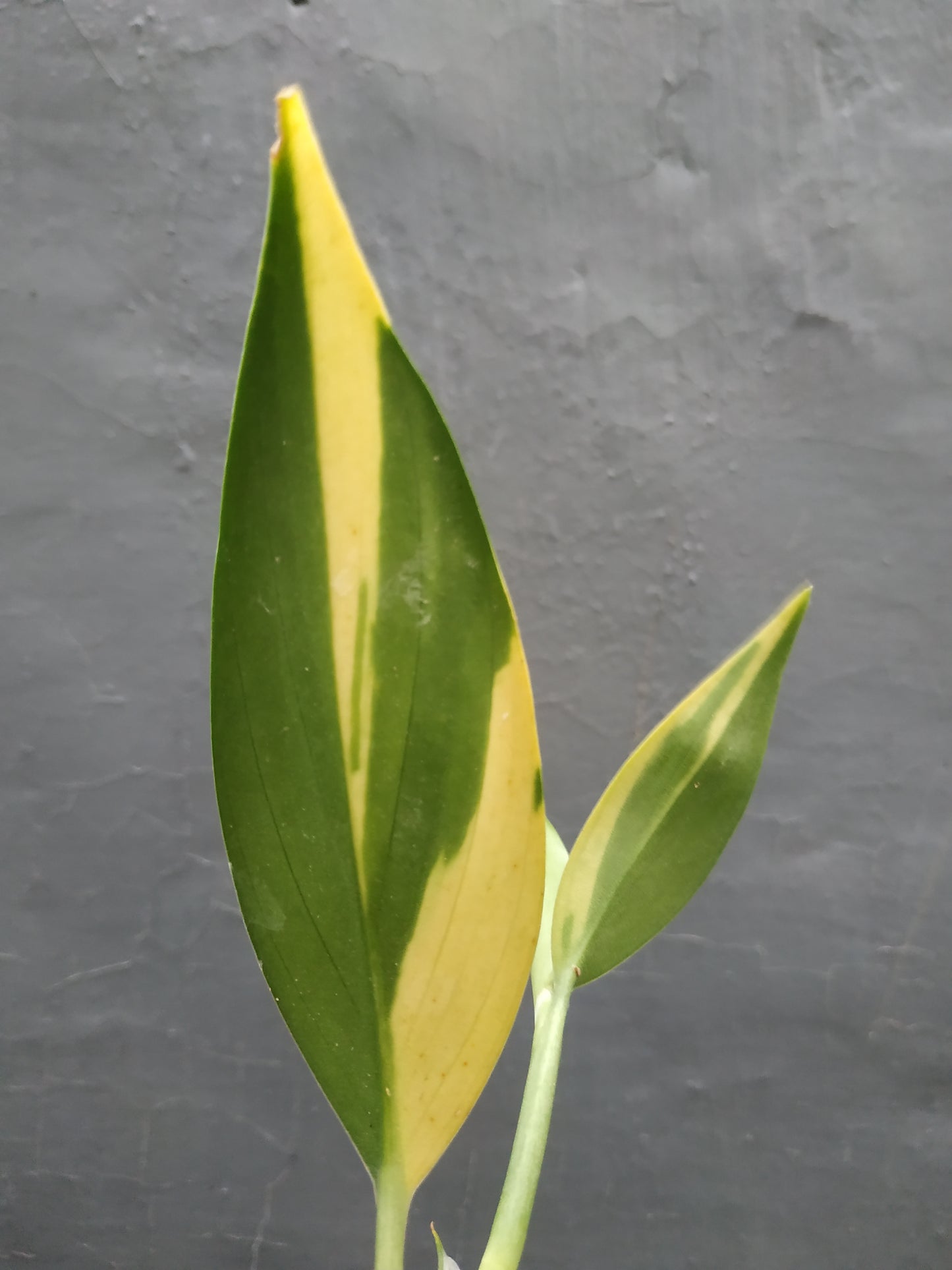 Scindapsus Coriaceus Variegated