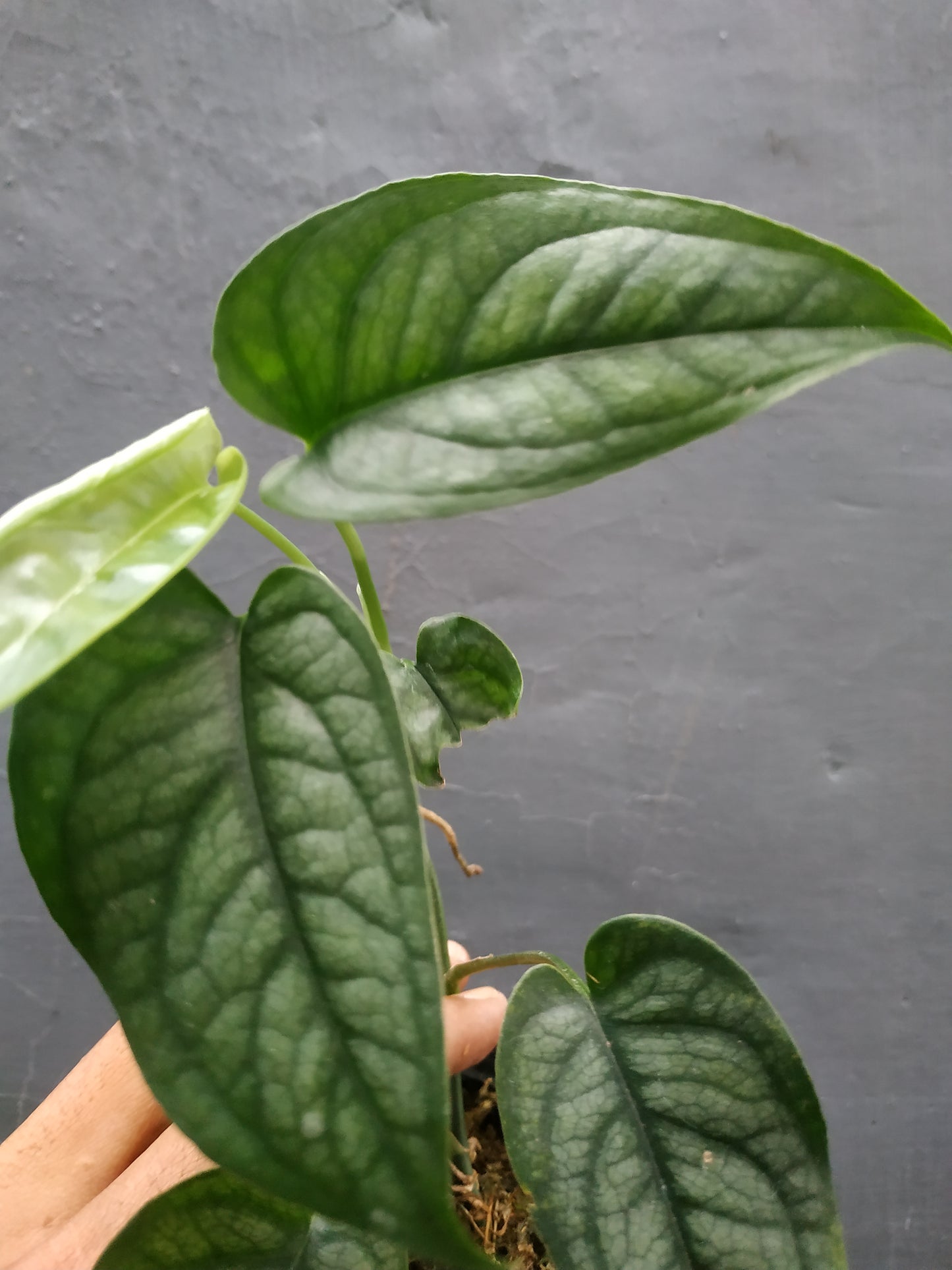 Monstera Siltepecana Elsavador