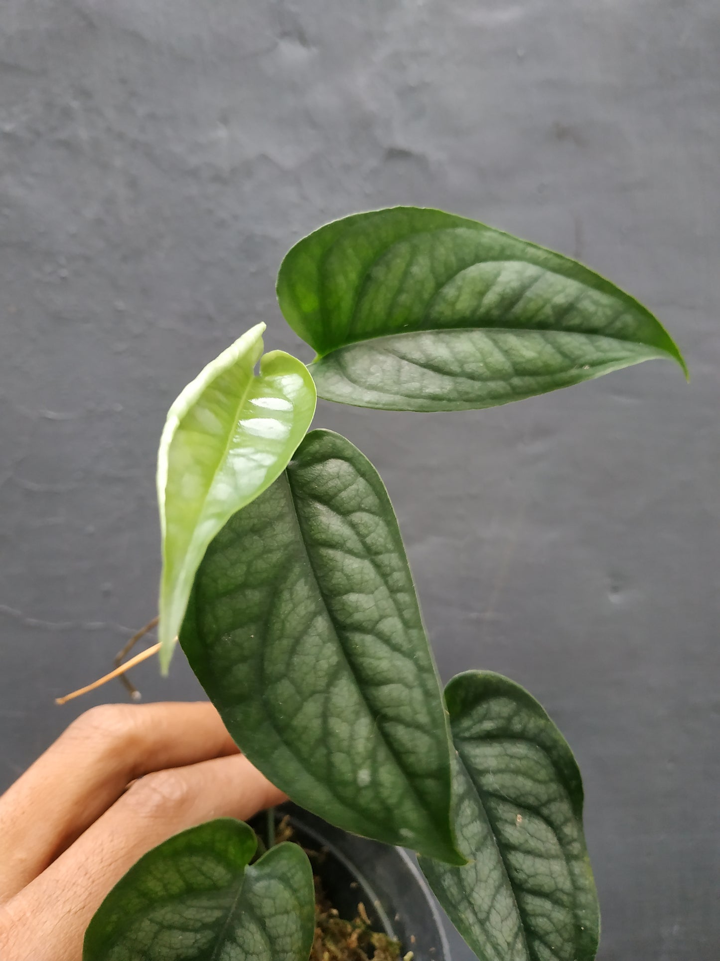 Monstera Siltepecana Elsavador