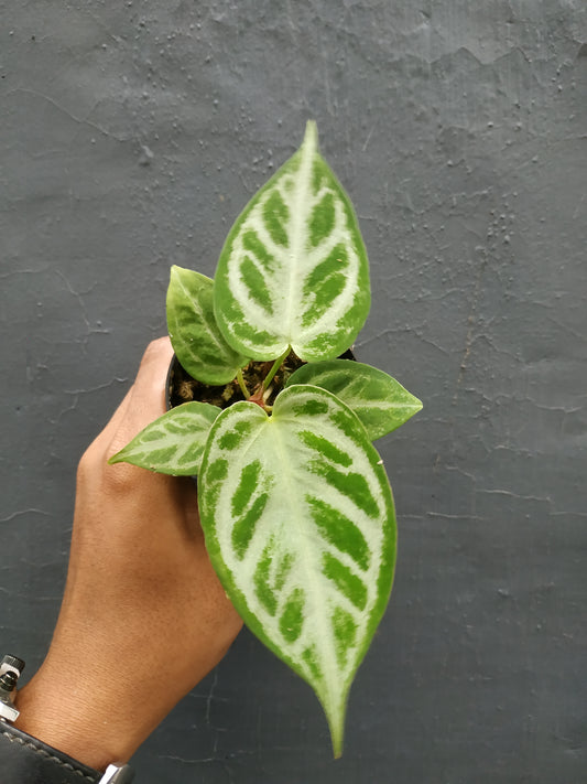 Wholesale 10x Anthurium Silver Blush Small