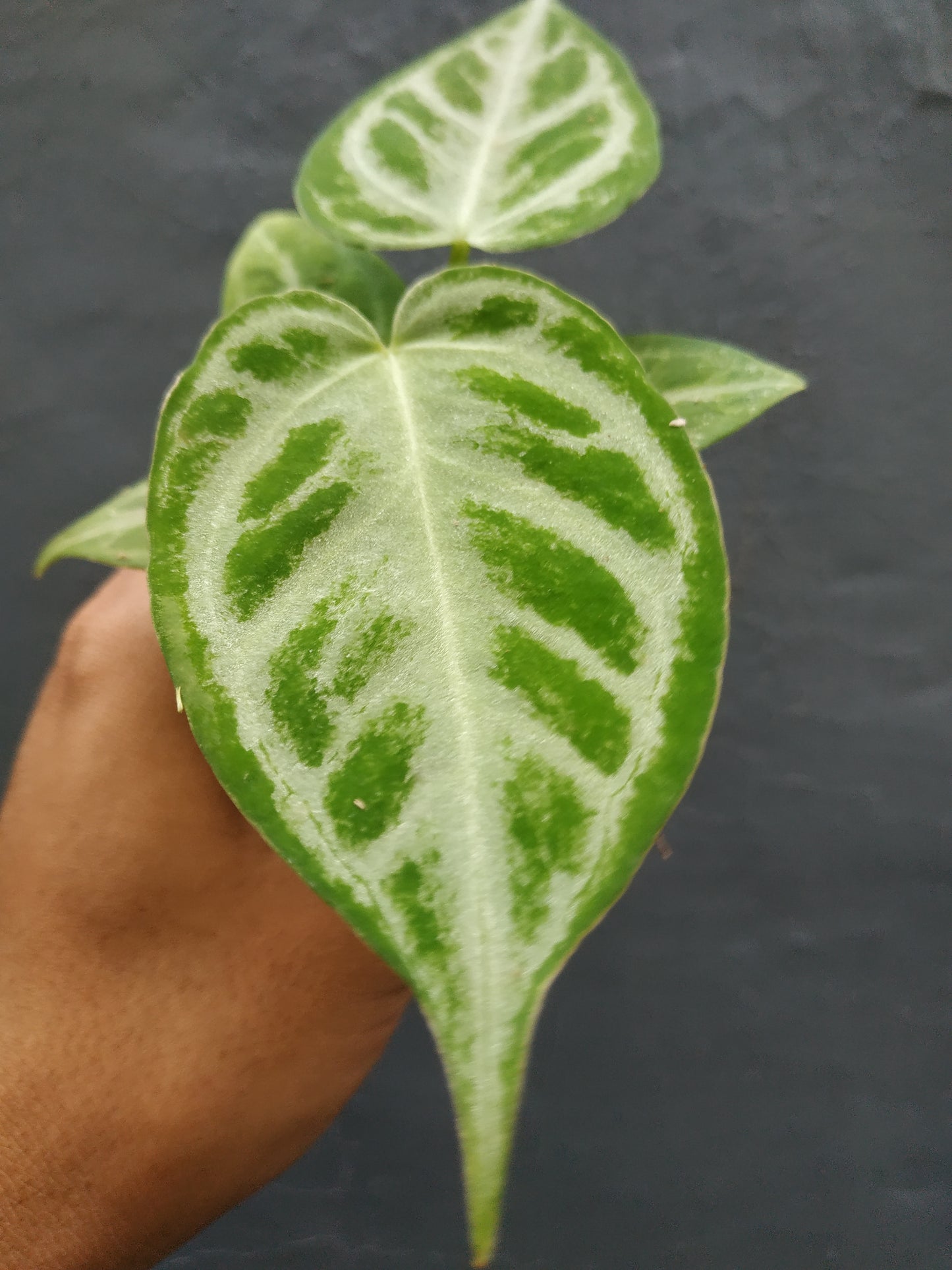 Wholesale 10x Anthurium Silver Blush Small