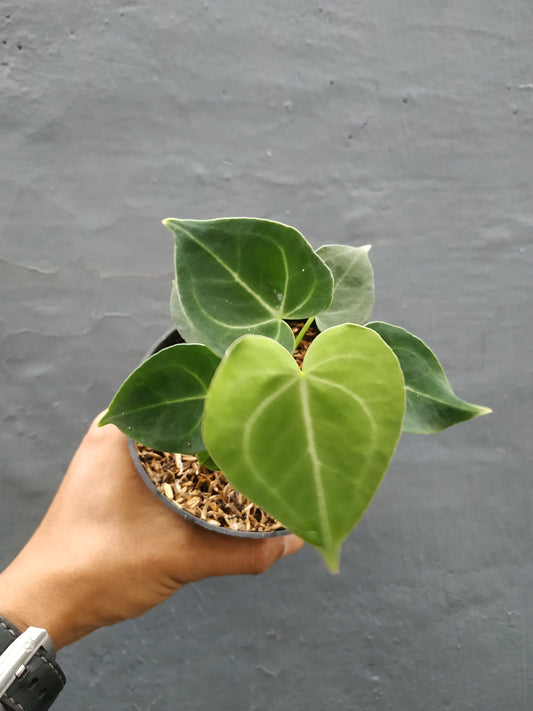 Wholesale 10x Anthurium Clarinervium Small