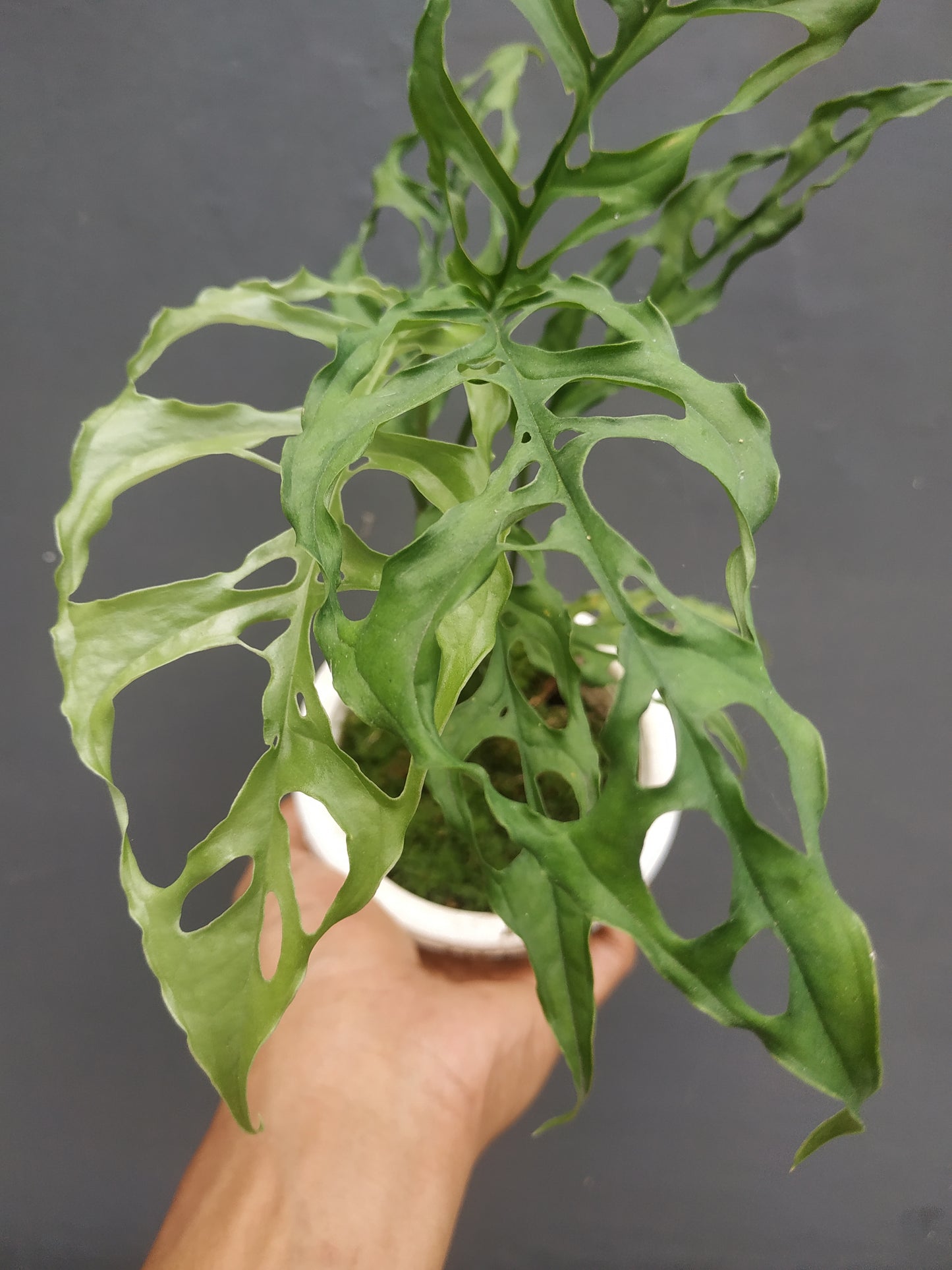 Monstera Obliqua Peru