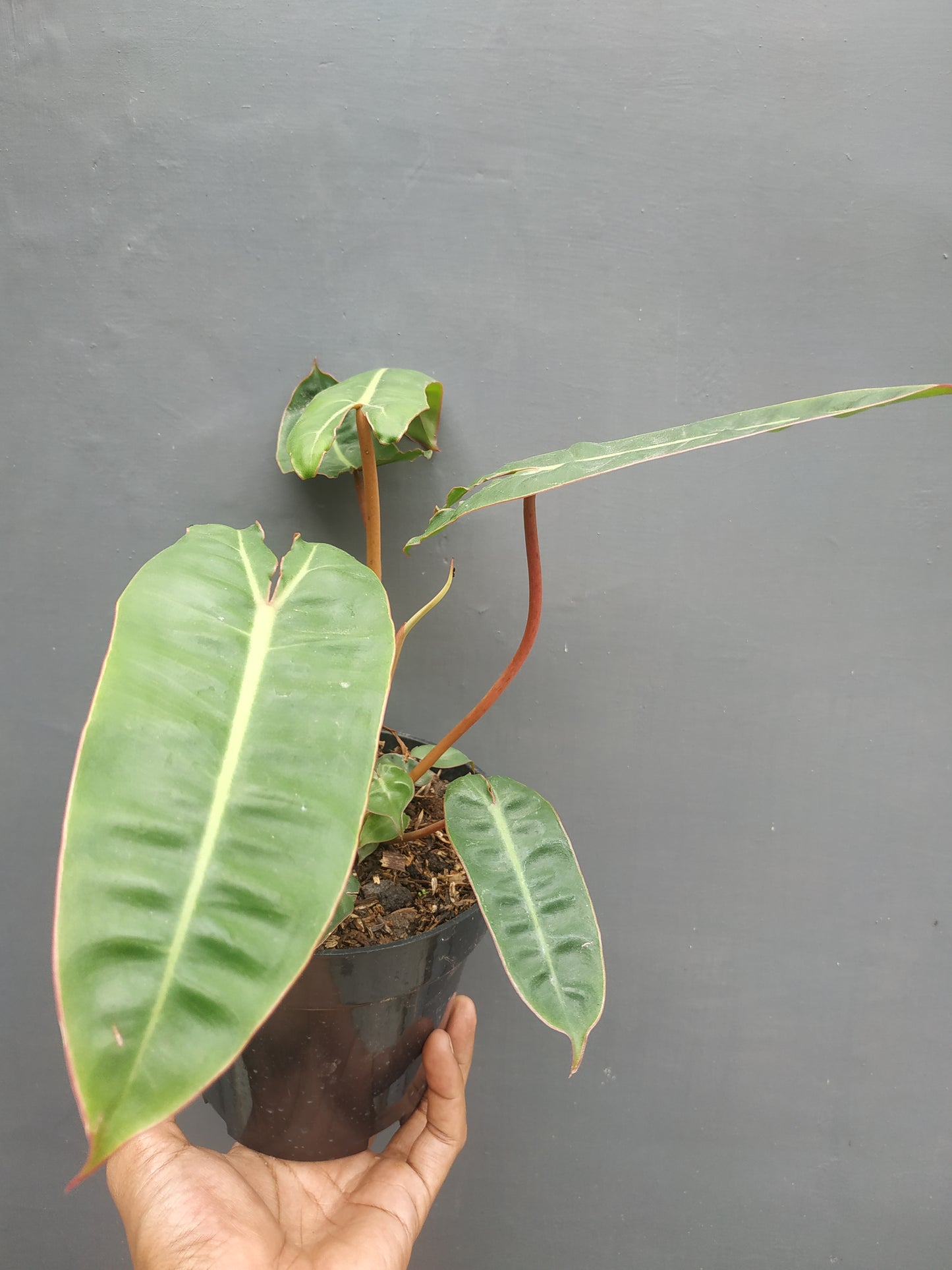 Philodendron Billiitiae