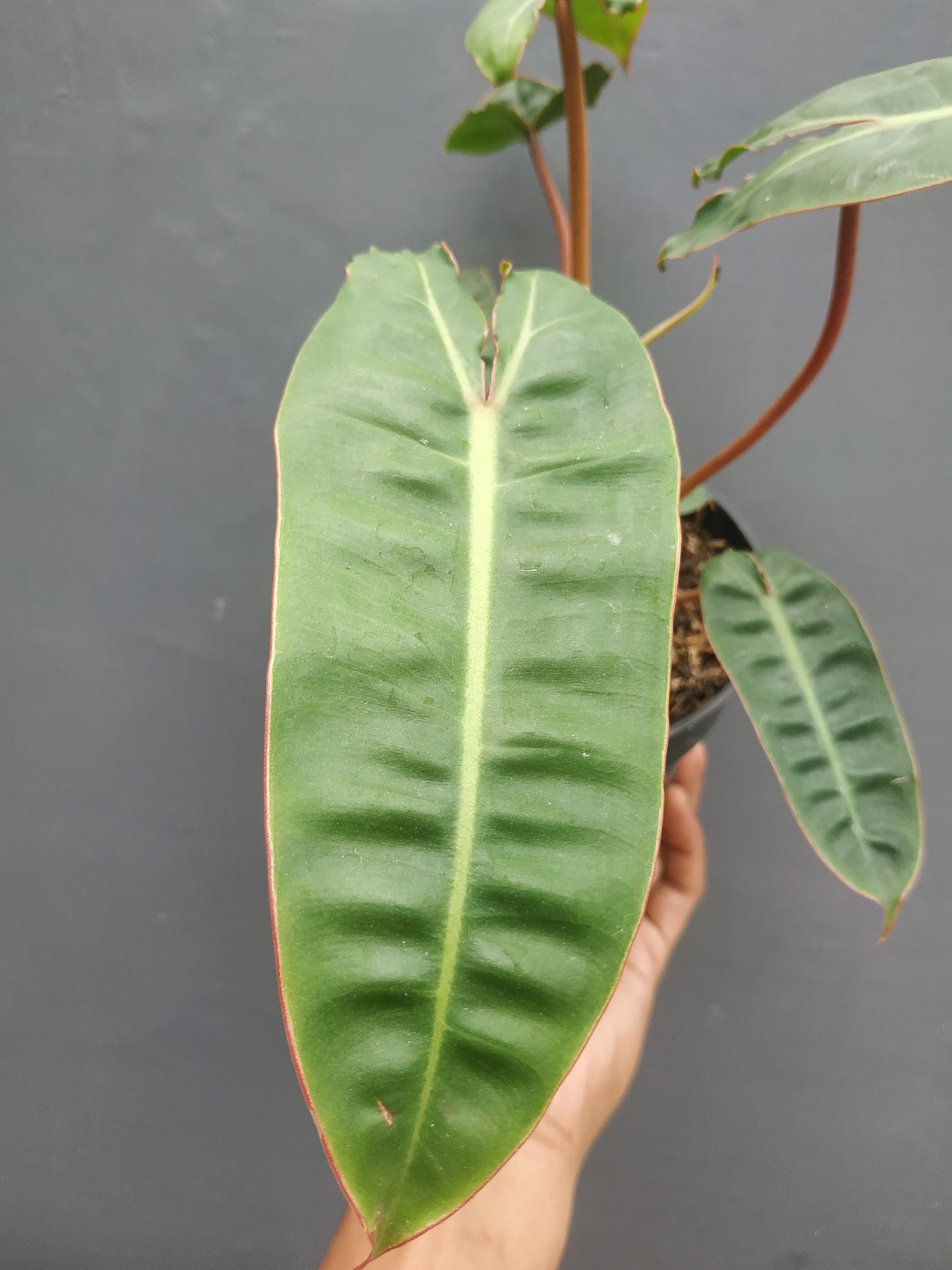 Philodendron Billiitiae