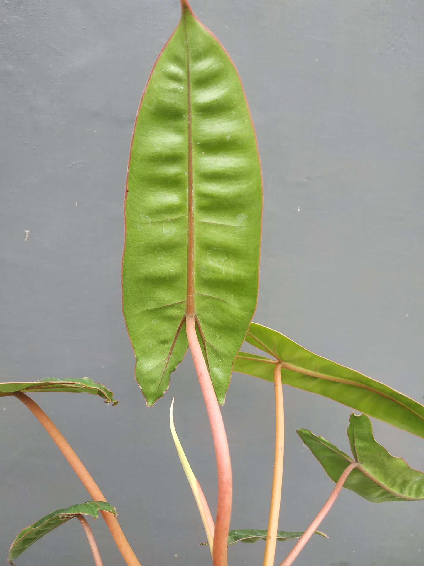 Philodendron Billiitiae
