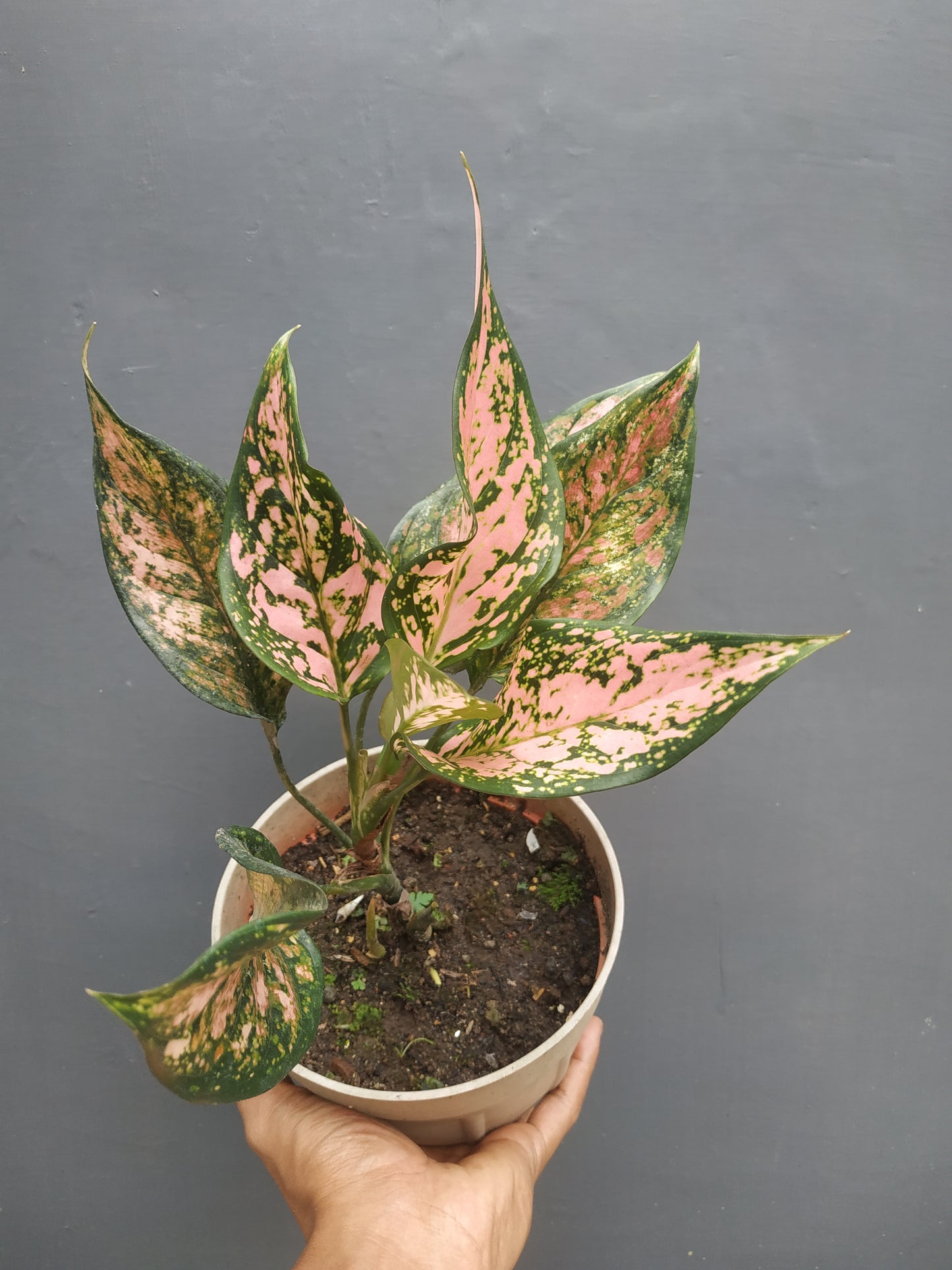 Aglaonema lady valentine, live aglaonema lady valentine, live aglaonema lady valentine plants, rare aglaonema lady valentine, rare aglaonema lady valentine live plants, tropical aglaonema lady valentine live plants, wholesale aglaonema lady valentine, outdoor plant, indoor plants, winter plants, summer plants, spring plants, houseplants, rare aglaonem lady valentine live plants, live aglaonema lady valentine rare plants