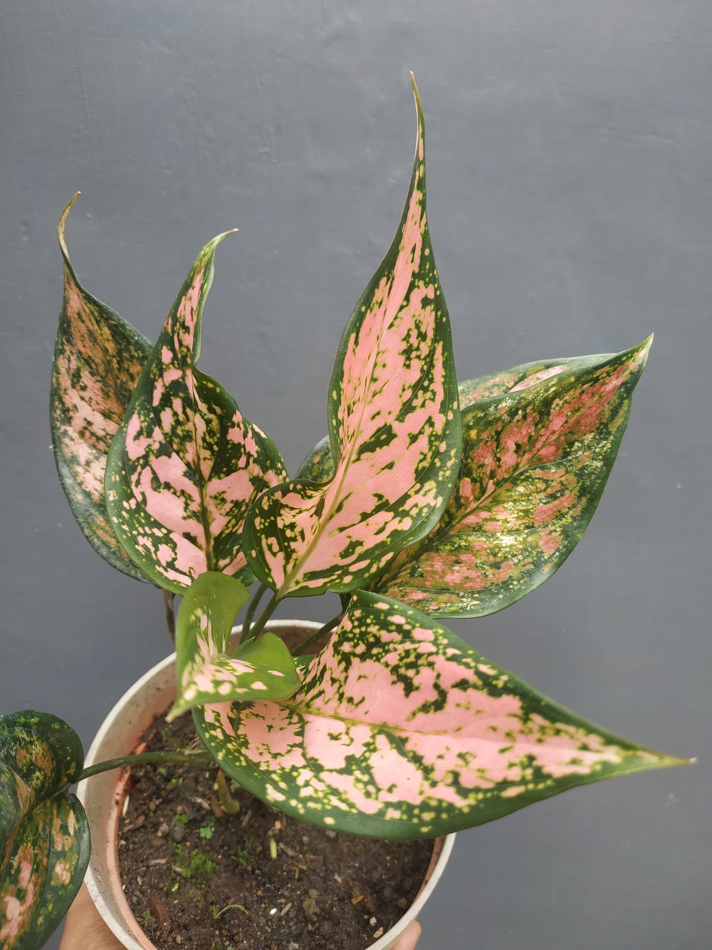 Aglaonema lady valentine, live aglaonema lady valentine, live aglaonema lady valentine plants, rare aglaonema lady valentine, rare aglaonema lady valentine live plants, tropical aglaonema lady valentine live plants, wholesale aglaonema lady valentine, outdoor plant, indoor plants, winter plants, summer plants, spring plants, houseplants, rare aglaonem lady valentine live plants, live aglaonema lady valentine rare plants