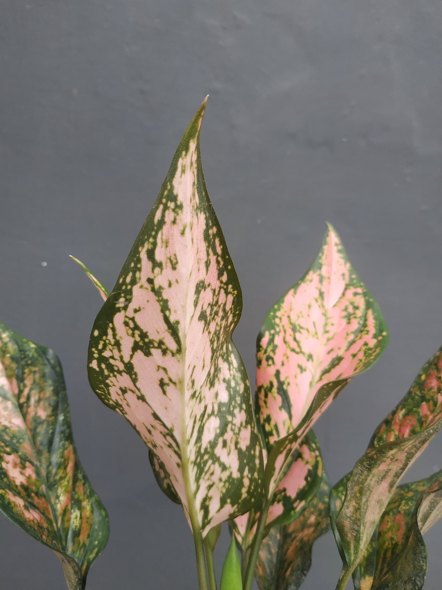 Aglaonema lady valentine, live aglaonema lady valentine, live aglaonema lady valentine plants, rare aglaonema lady valentine, rare aglaonema lady valentine live plants, tropical aglaonema lady valentine live plants, wholesale aglaonema lady valentine, outdoor plant, indoor plants, winter plants, summer plants, spring plants, houseplants, rare aglaonem lady valentine live plants, live aglaonema lady valentine rare plants