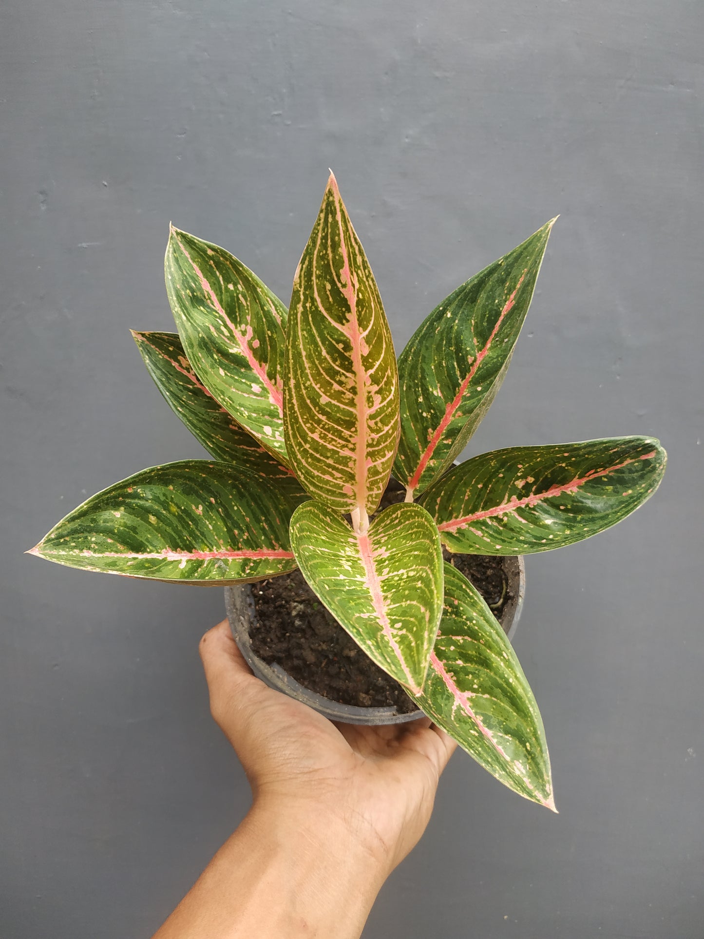Aglaonema Green Legacy, live aglaonema Green Legacy, live aglaonema Green Legacy plants, rare aglaonema Green Legacy, rare aglaonema Green Legacy live plants, tropical aglaonema Green Legacy live plants, wholesale aglaonema Green Legacy, outdoor plant, indoor plants, winter plants, summer plants, spring plants, houseplants, rare aglaonema Green Legacy live plants, live aglaonema Green Legacy rare plants
