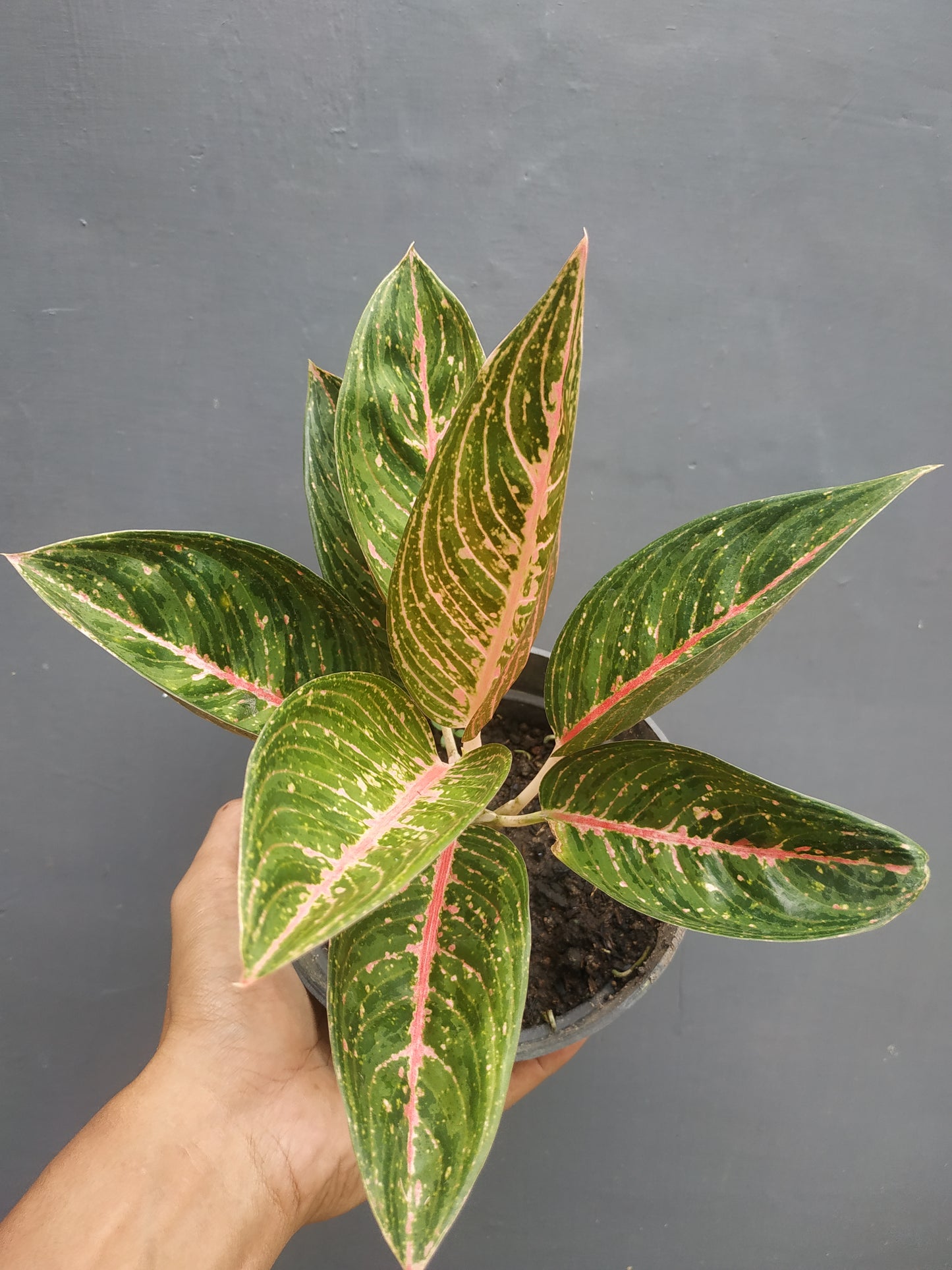 Aglaonema Green Legacy, live aglaonema Green Legacy, live aglaonema Green Legacy plants, rare aglaonema Green Legacy, rare aglaonema Green Legacy live plants, tropical aglaonema Green Legacy live plants, wholesale aglaonema Green Legacy, outdoor plant, indoor plants, winter plants, summer plants, spring plants, houseplants, rare aglaonema Green Legacy live plants, live aglaonema Green Legacy rare plants