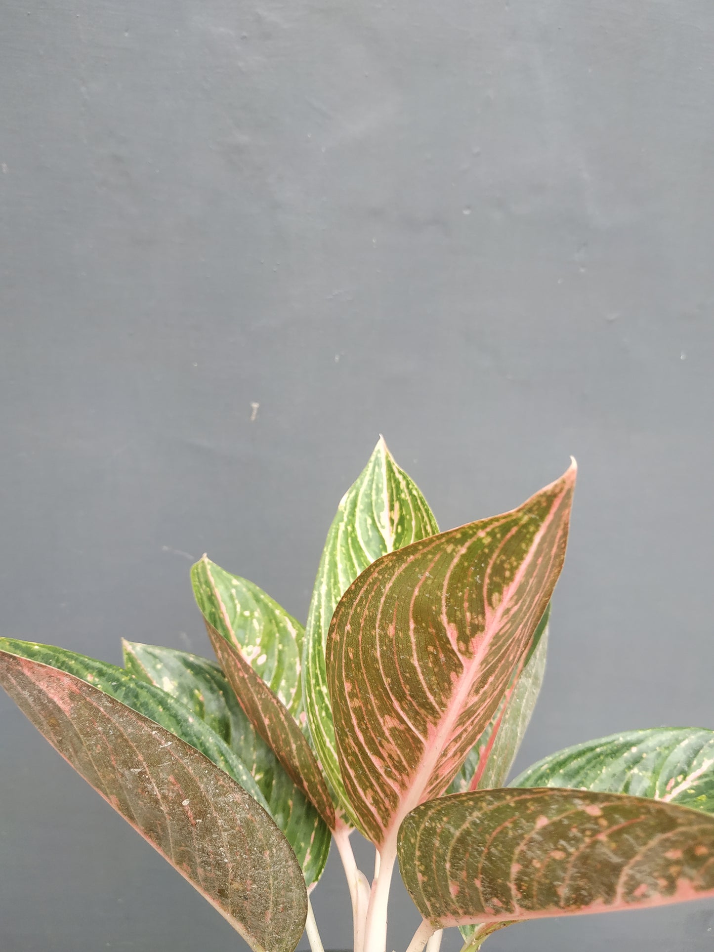 Aglaonema Green Legacy, live aglaonema Green Legacy, live aglaonema Green Legacy plants, rare aglaonema Green Legacy, rare aglaonema Green Legacy live plants, tropical aglaonema Green Legacy live plants, wholesale aglaonema Green Legacy, outdoor plant, indoor plants, winter plants, summer plants, spring plants, houseplants, rare aglaonema Green Legacy live plants, live aglaonema Green Legacy rare plants