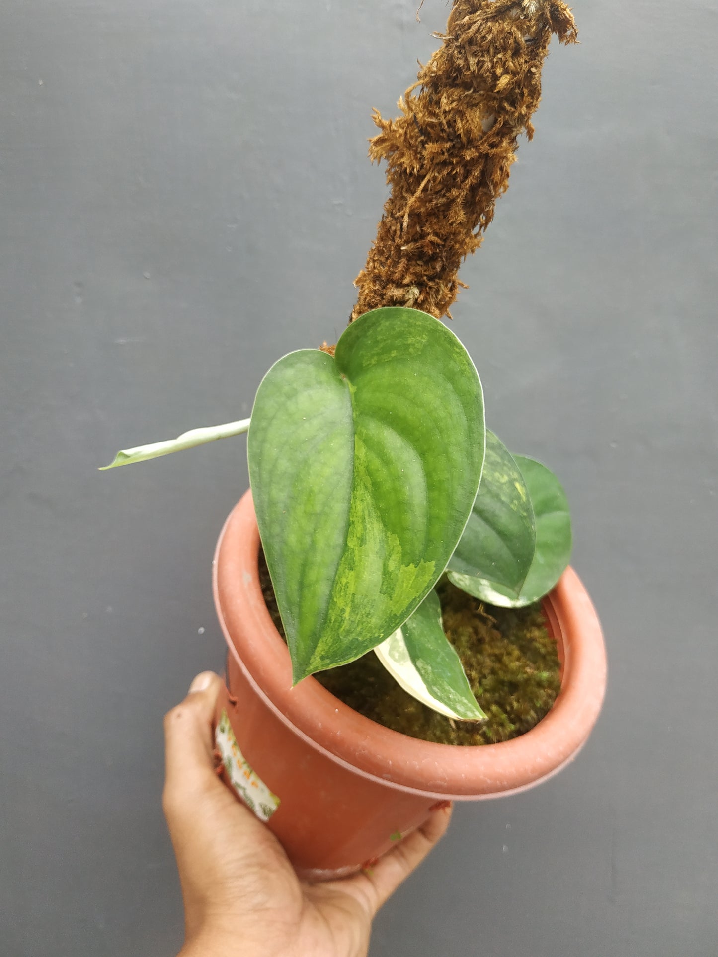 Scindapsus Jade Satin Yellow Variegated